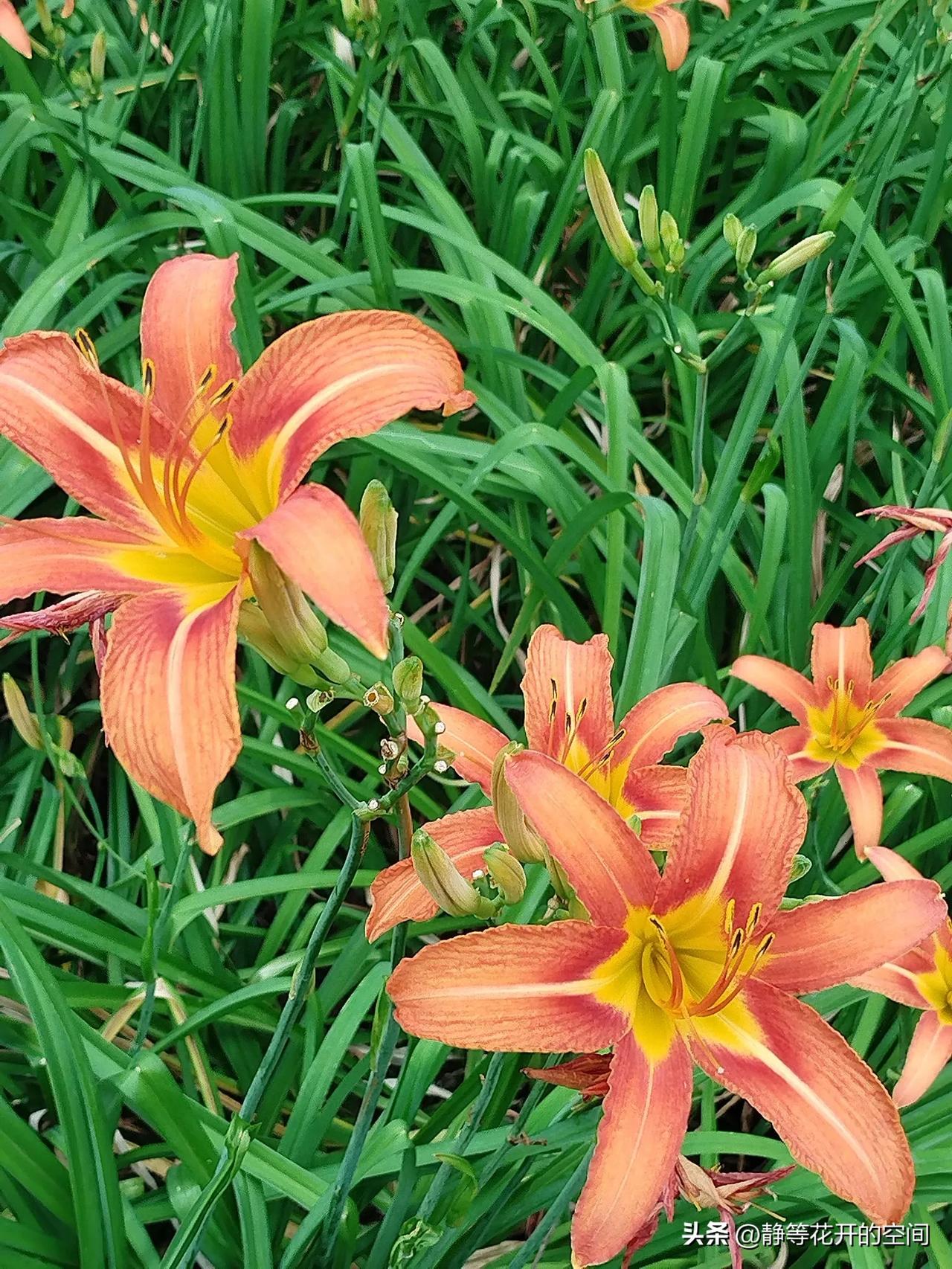 行摄天下(2024):集观赏食用药用于一身的萱草(又名忘忧花,金针花)