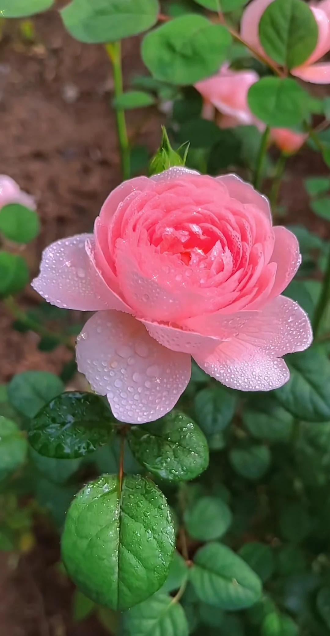 河南老人月季花图片