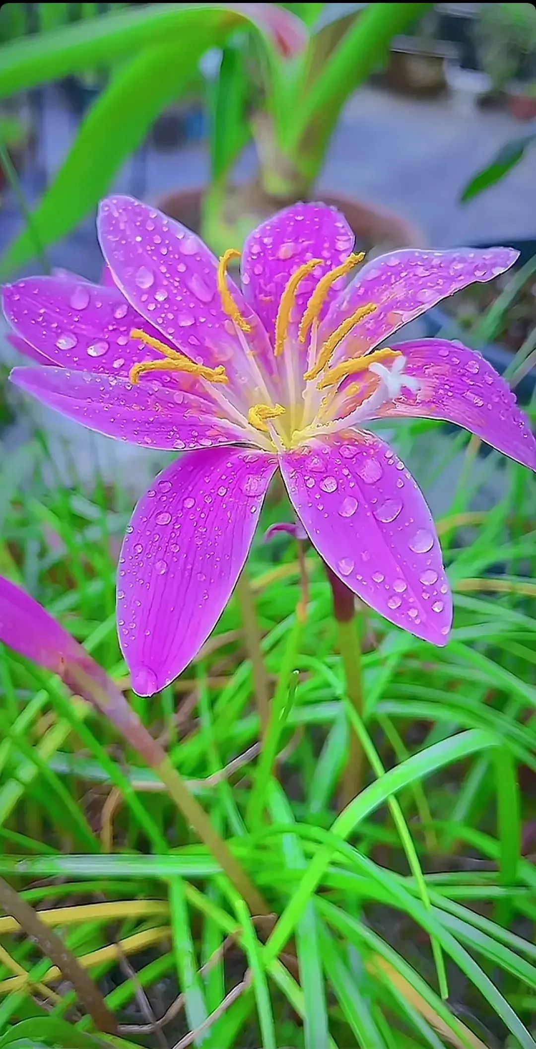 雨珠轻敲旧日影 心似兰花吐新清