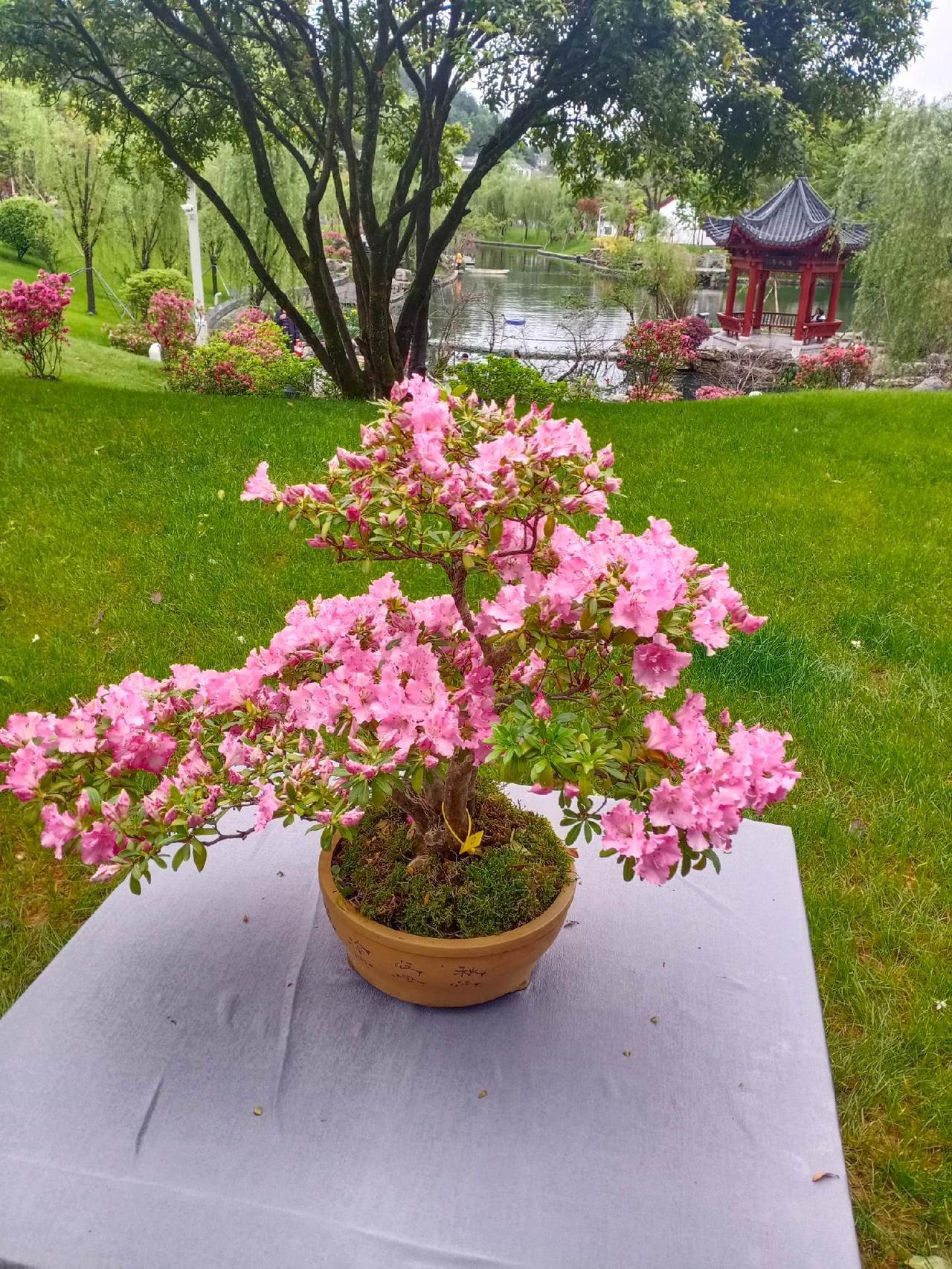 行摄天下(2024):井冈山杜鹃花节4