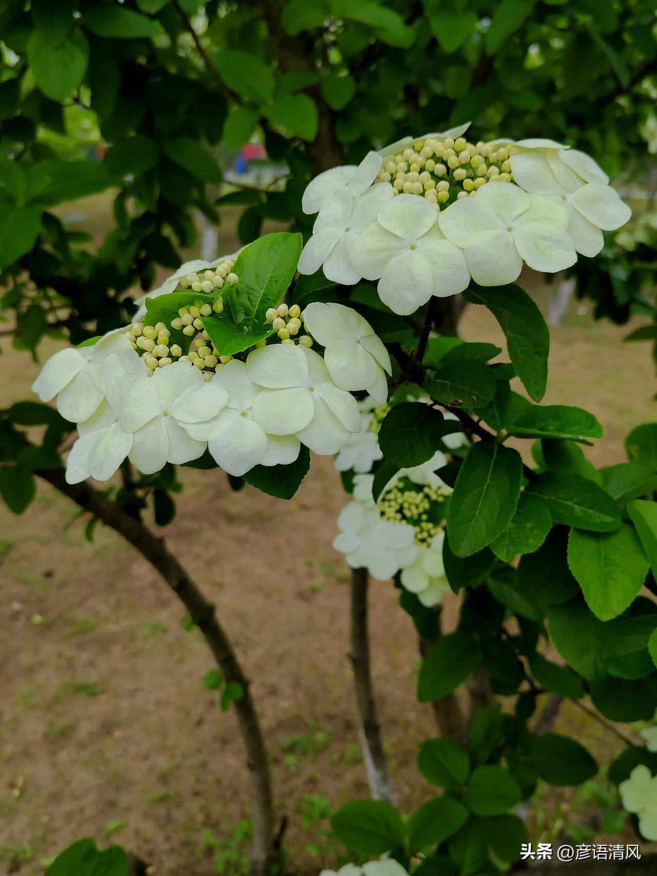 行摄天下(2024):四月扬州赏琼花1