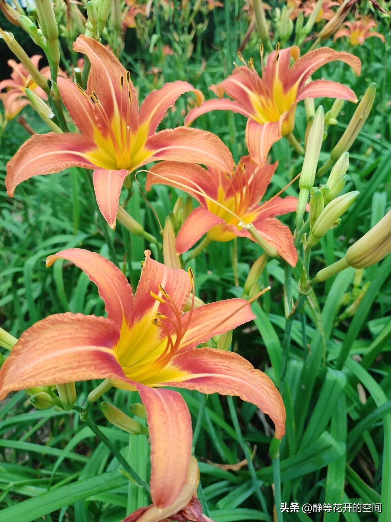 行摄天下(2024):集观赏食用药用于一身的萱草(又名忘忧花,金针花)