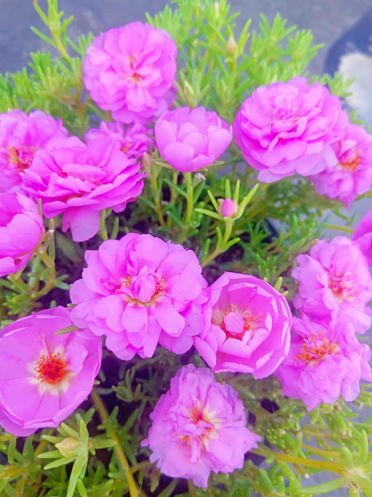 美图秀秀手机在线编辑,美图秀秀手机在线编辑图片 美图秀秀手机在线编辑,美图秀秀手机在线编辑图片