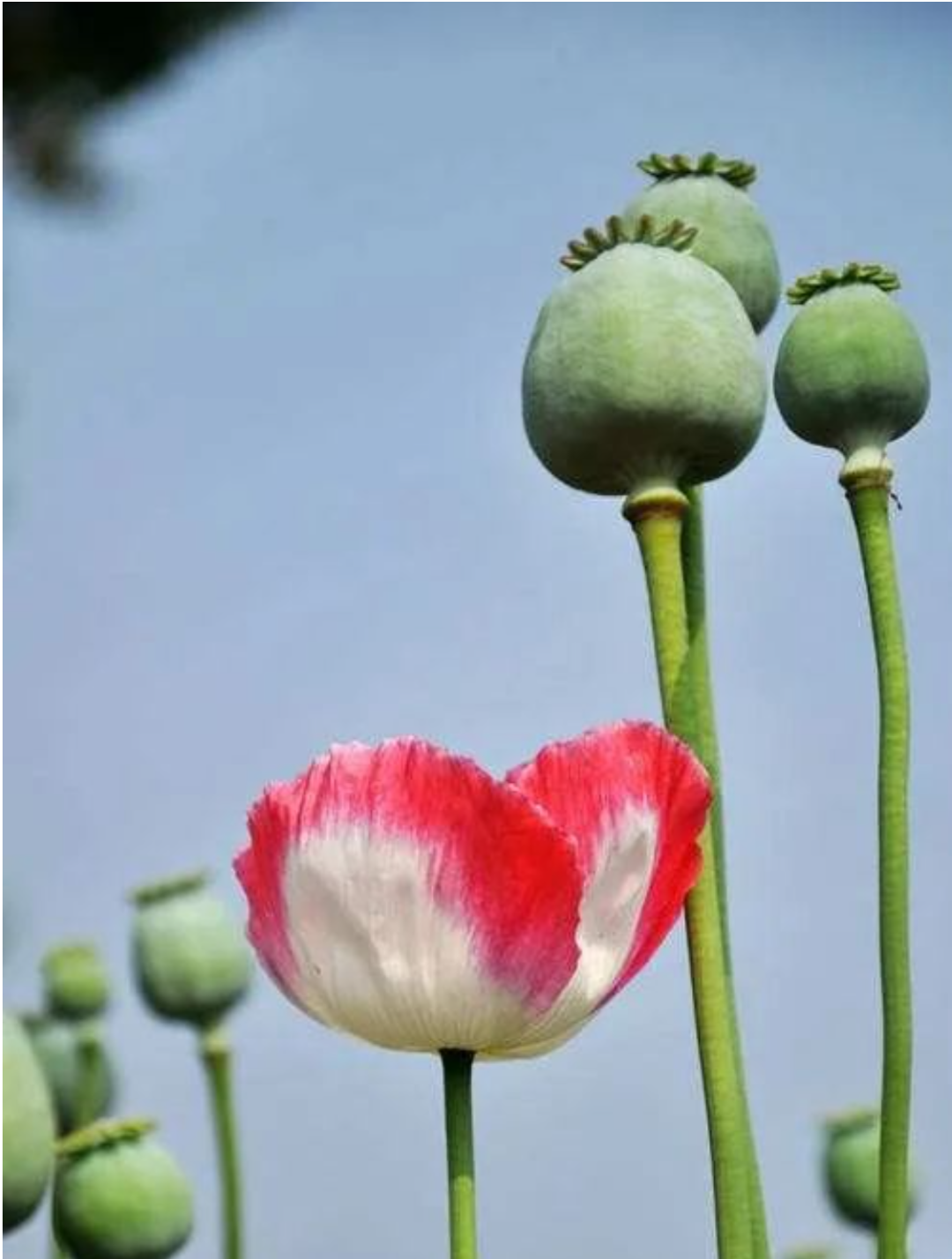赏心悦目:七彩罂粟花