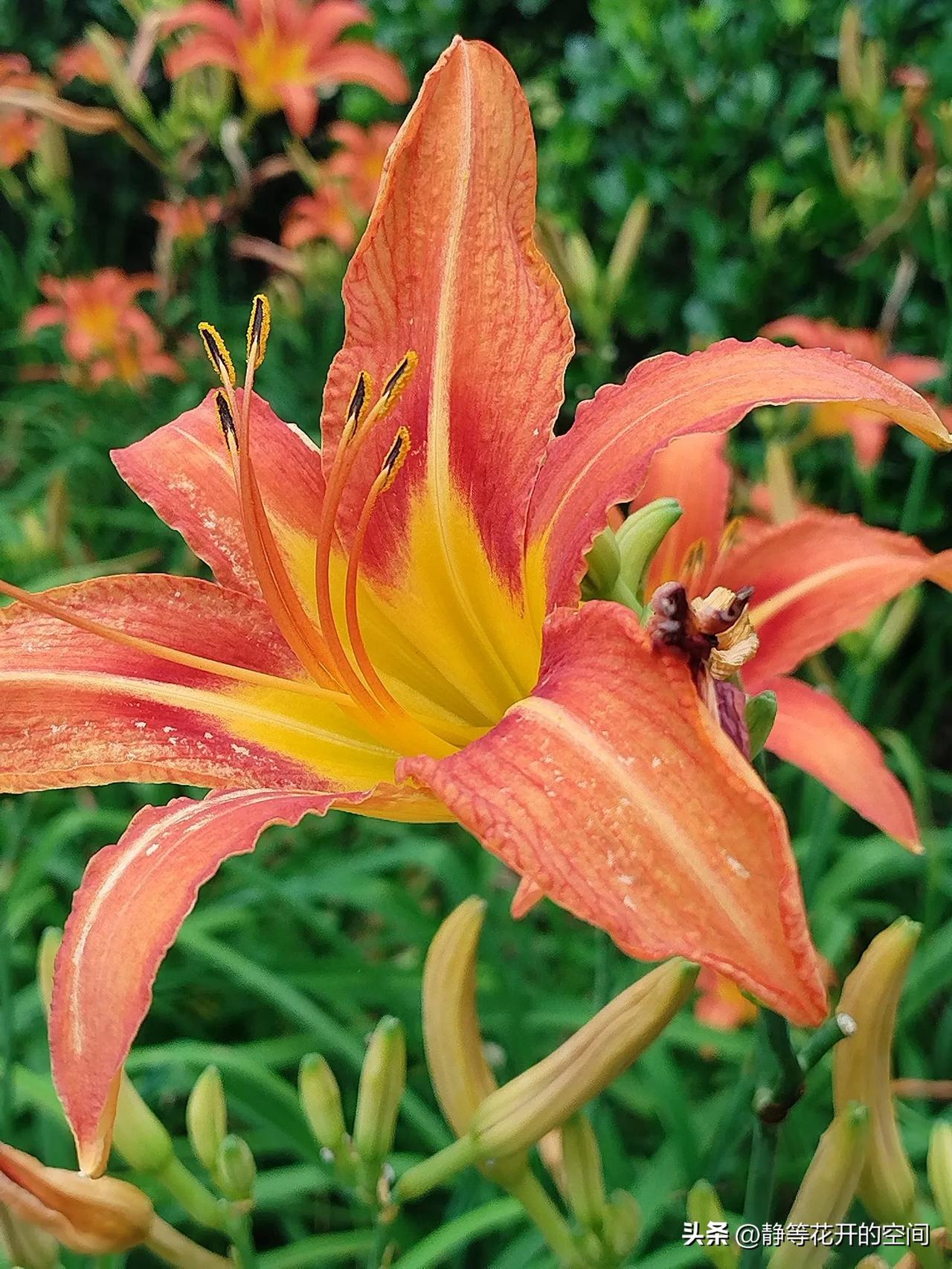 行摄天下(2024):集观赏食用药用于一身的萱草(又名忘忧花,金针花)