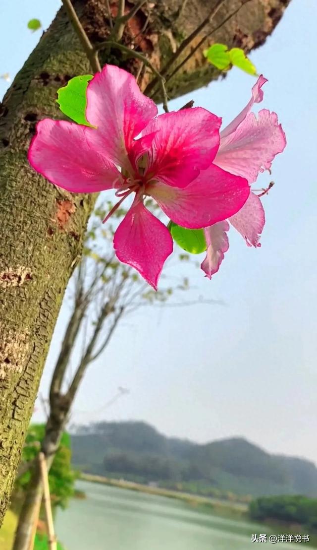 行摄天下(2024):香港区花洋紫荆