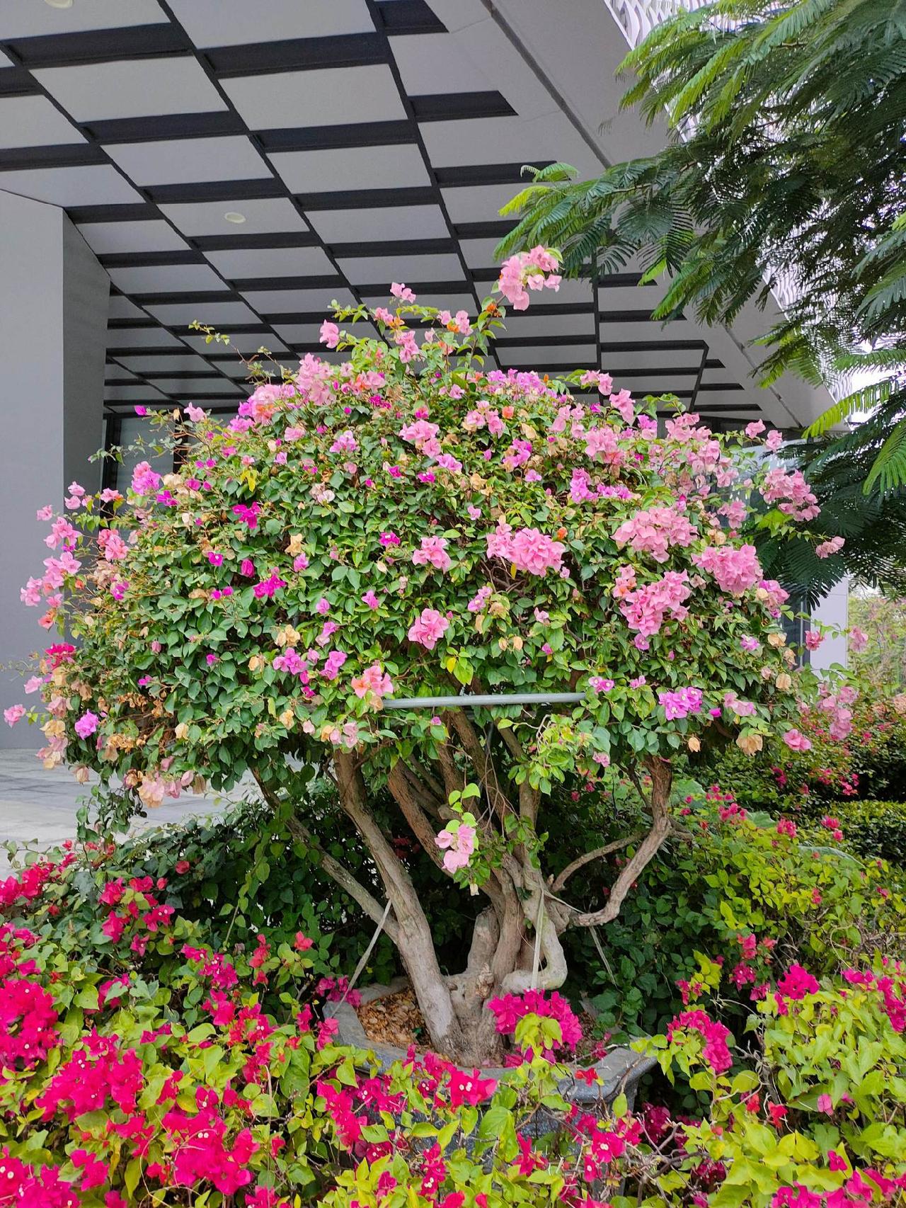 行摄天下(2024):深圳市花簕杜鹃1