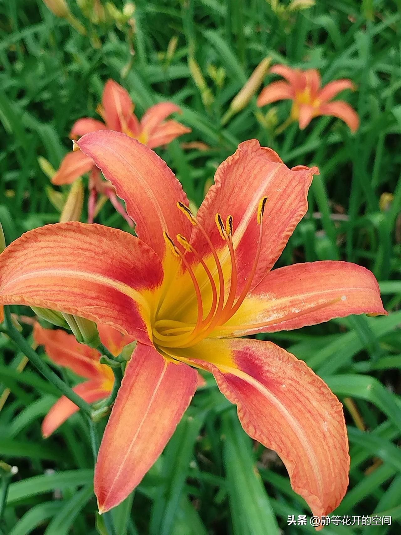 行摄天下(2024):集观赏食用药用于一身的萱草(又名忘忧花,金针花)