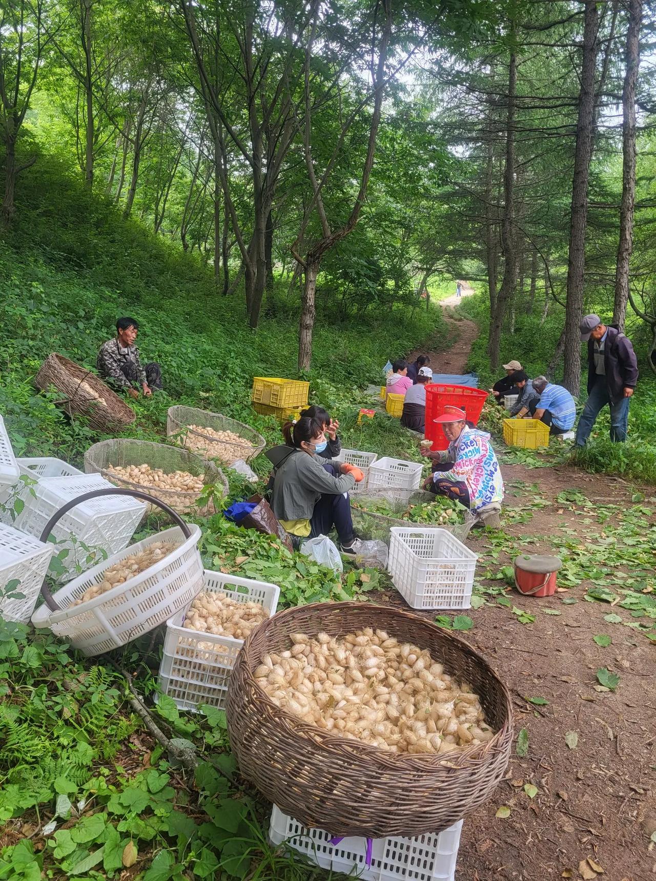 辽宁柞蚕产地图片