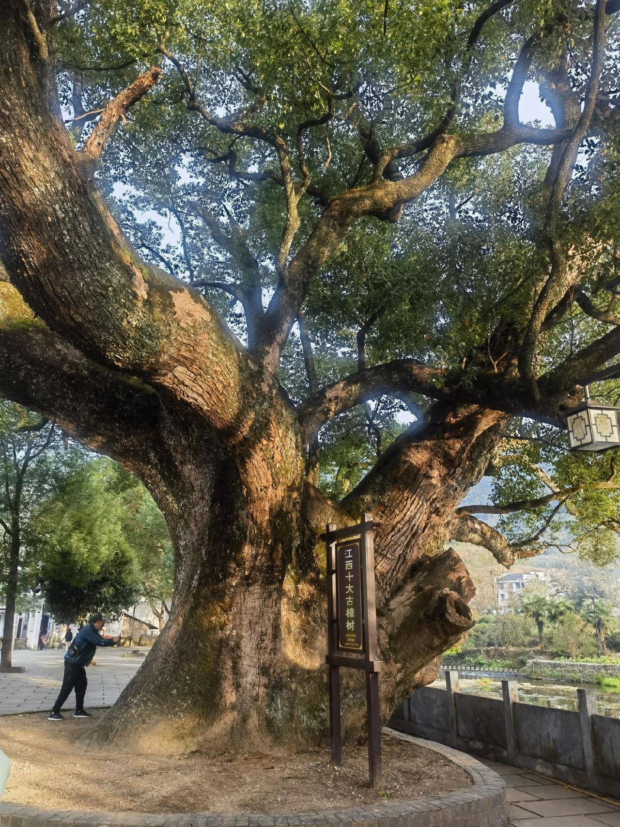 江西风景独好:历尽沧桑古樟树