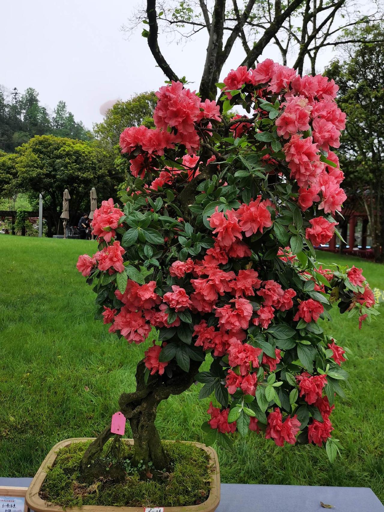 行摄天下(2024):井冈山杜鹃花节2