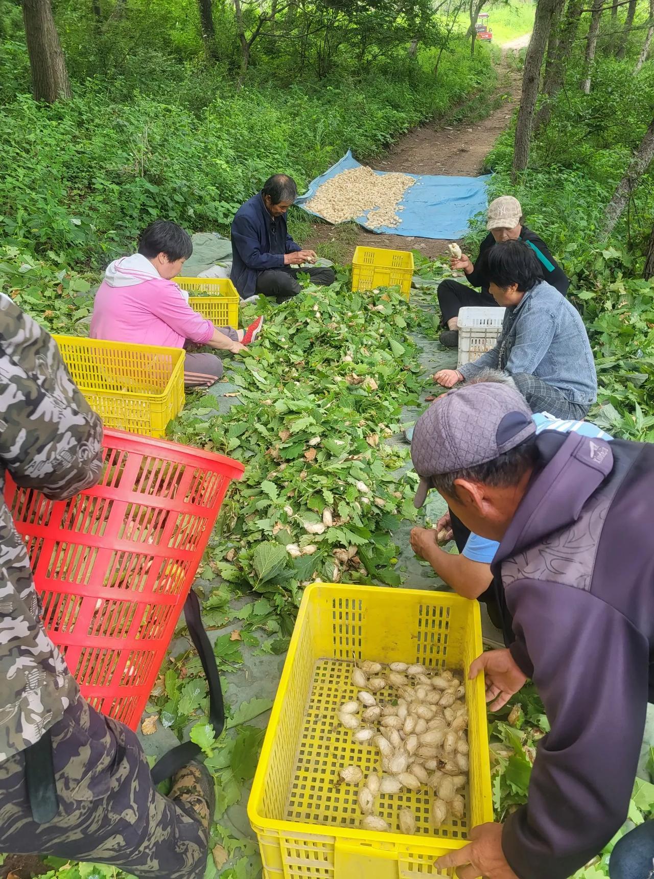 辽宁柞蚕产地图片