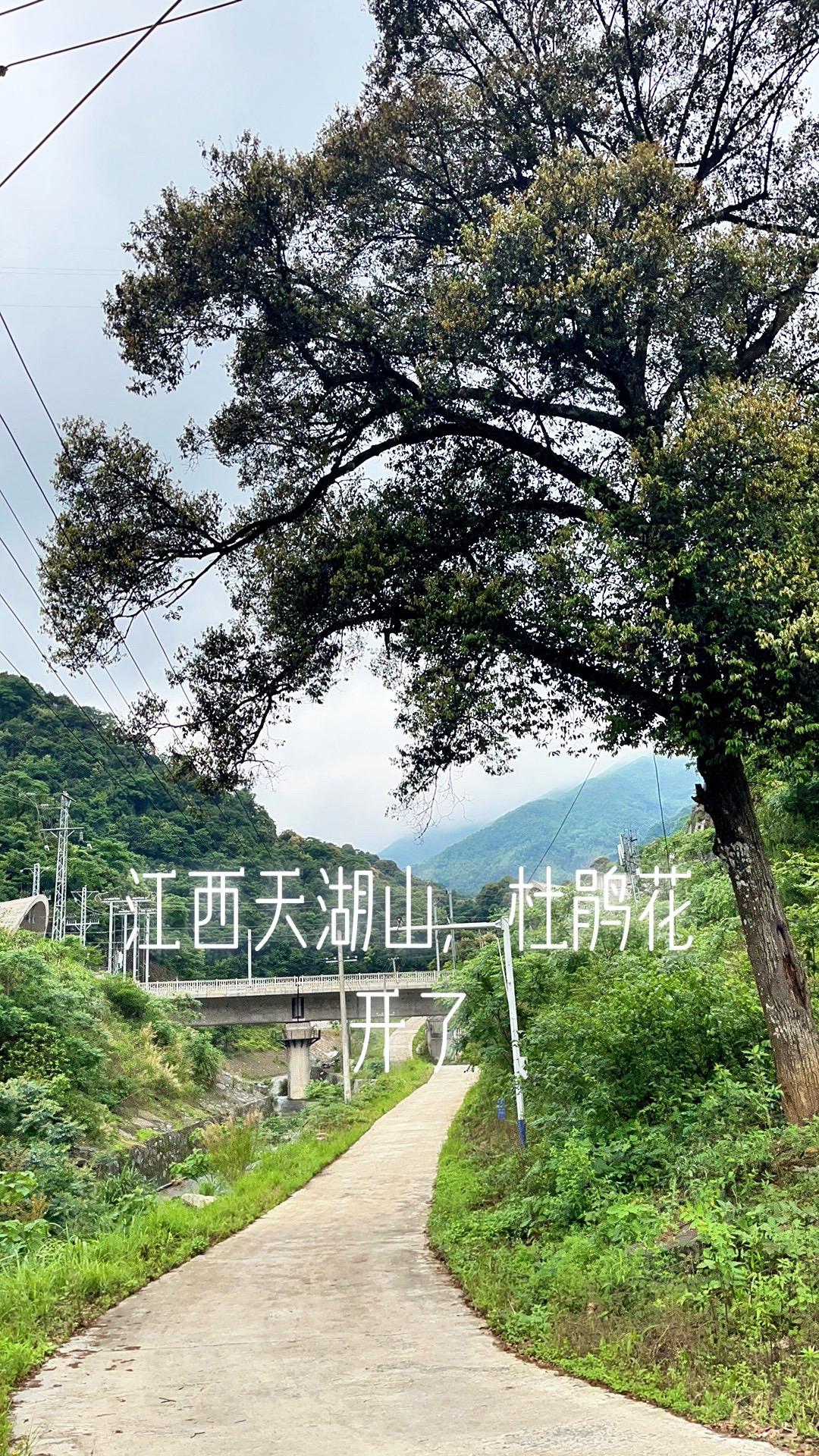 泰和天湖山旅游攻略图片