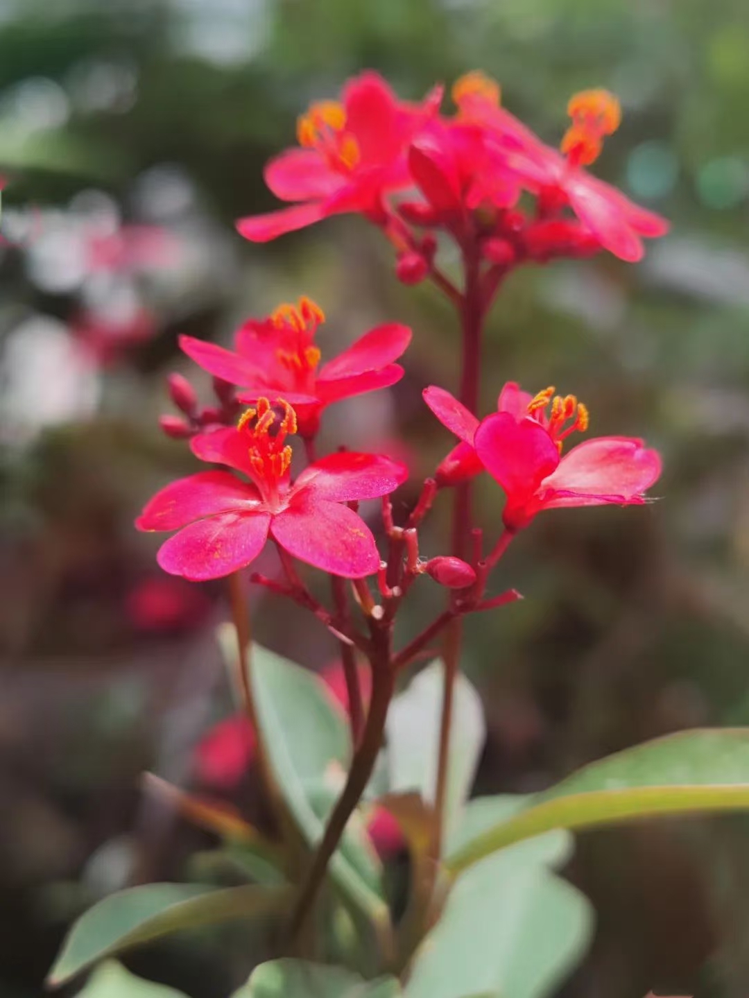 赏心悦目:红珊瑚花