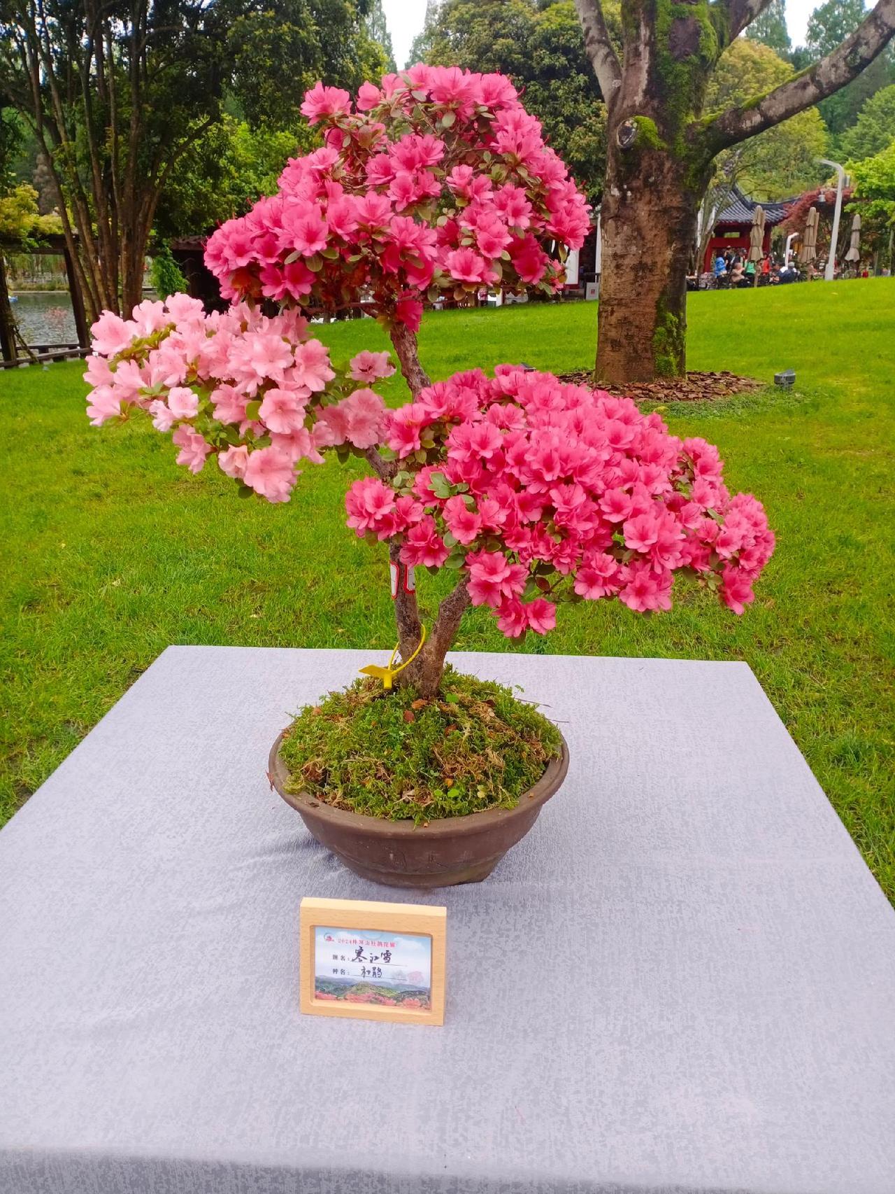 行摄天下(2024):井冈山杜鹃花节5