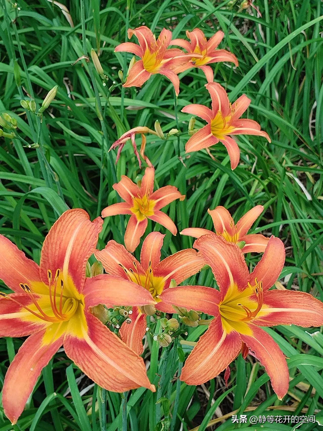 行摄天下(2024):集观赏食用药用于一身的萱草(又名忘忧花,金针花)