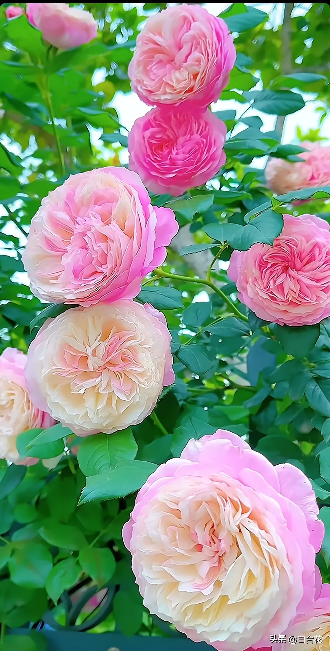 春风吹拂香四溢, 秋雨润泽更娇华