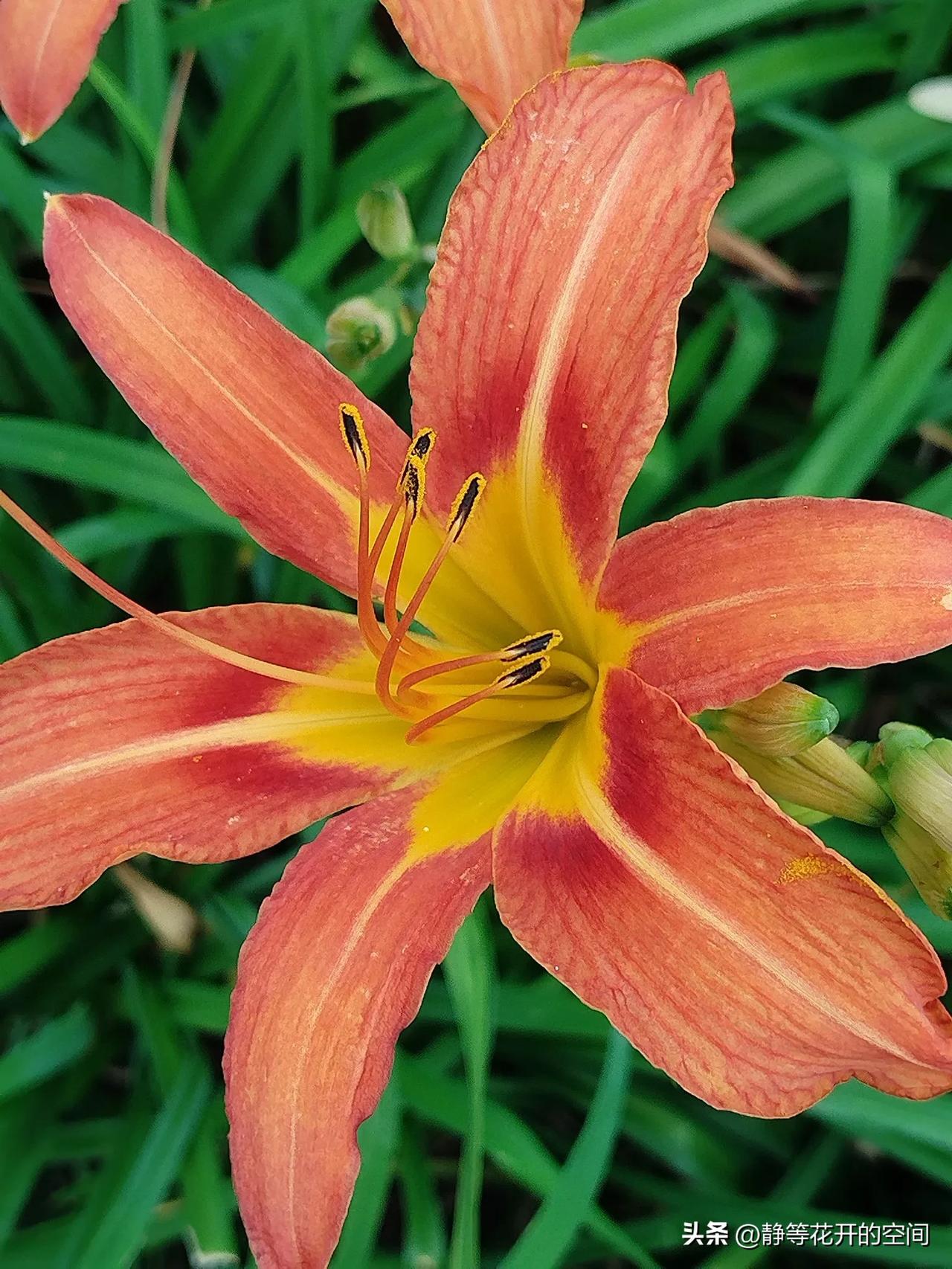 行摄天下(2024):集观赏食用药用于一身的萱草(又名忘忧花,金针花)