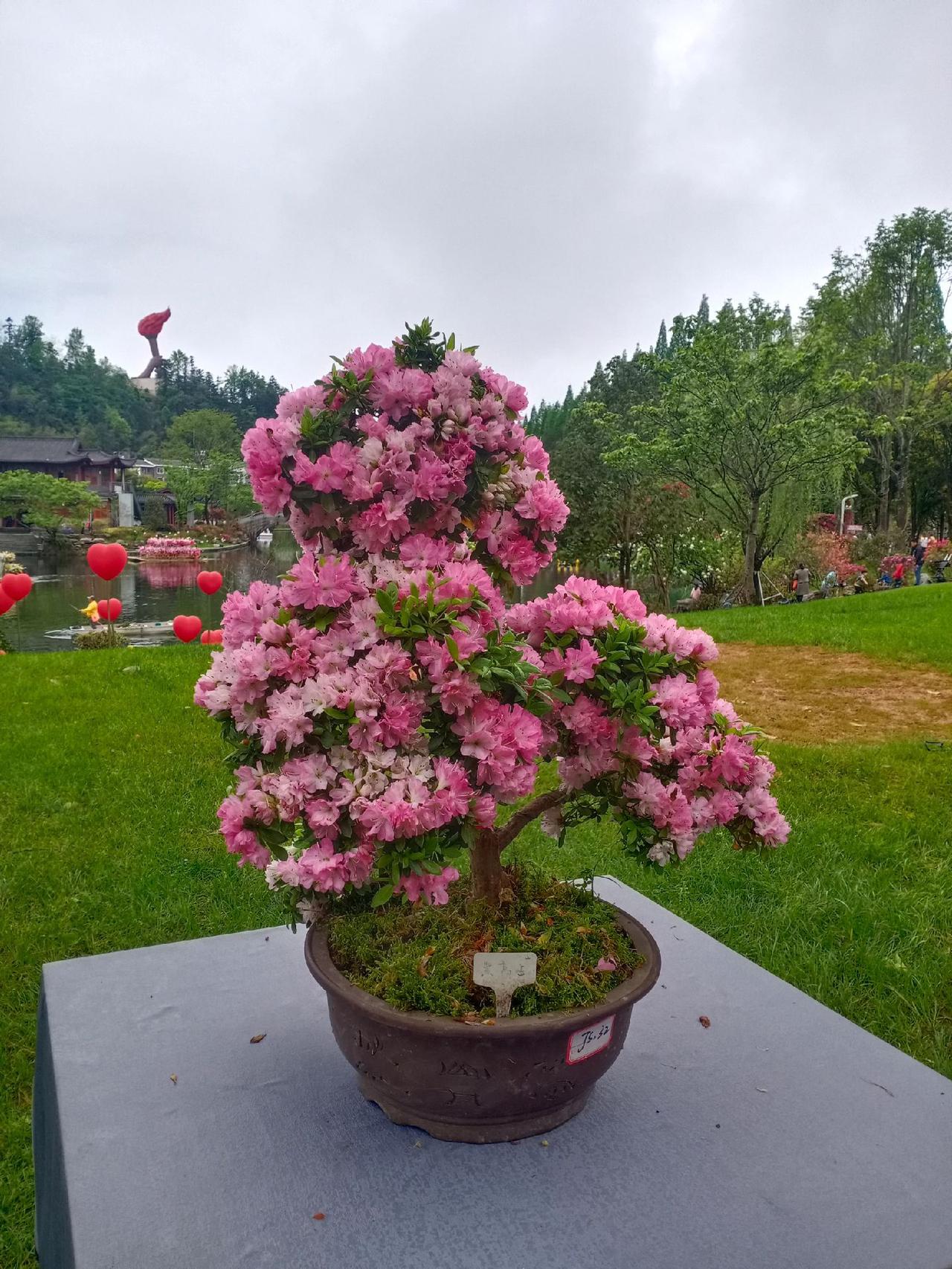 行摄天下(2024):井冈山杜鹃花节3