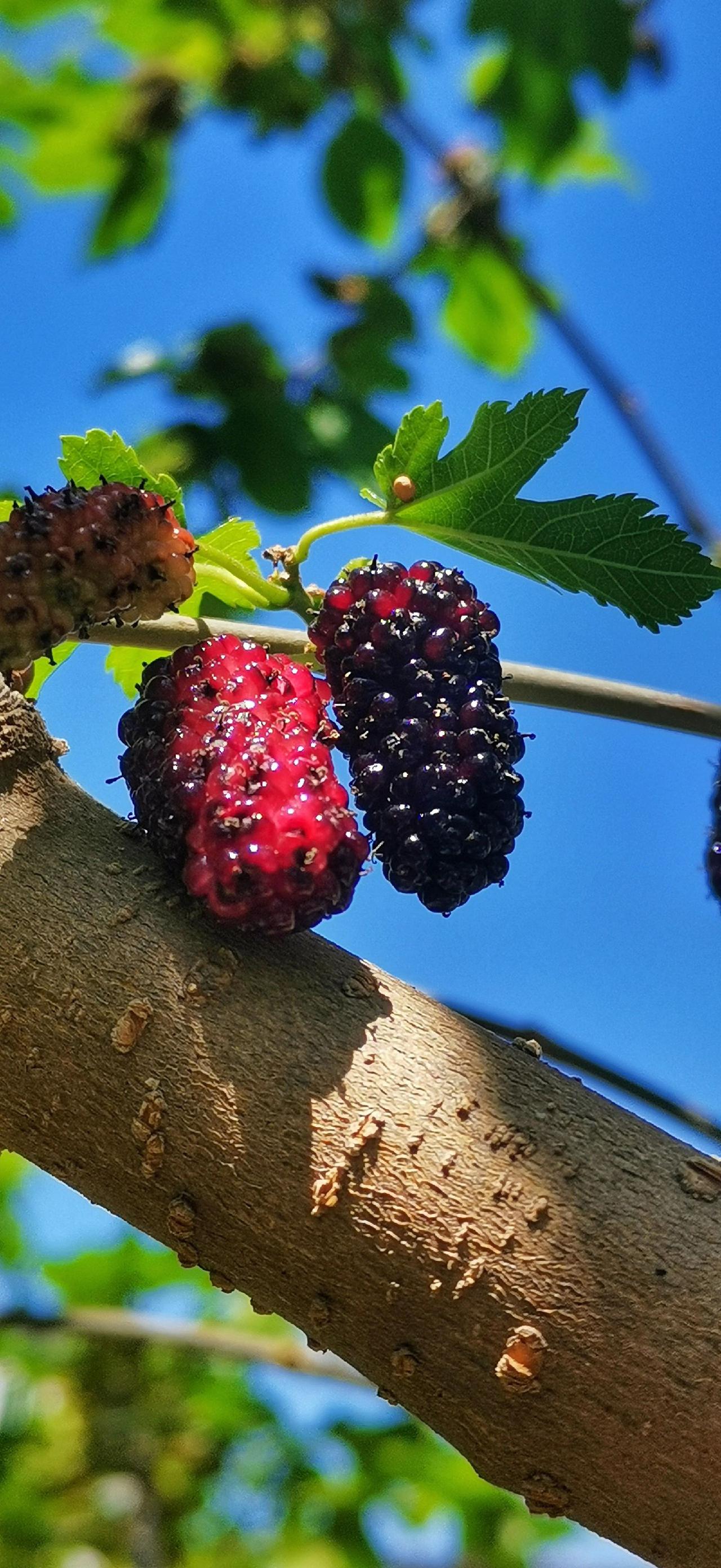 :小时候的味道《美味桑椹》