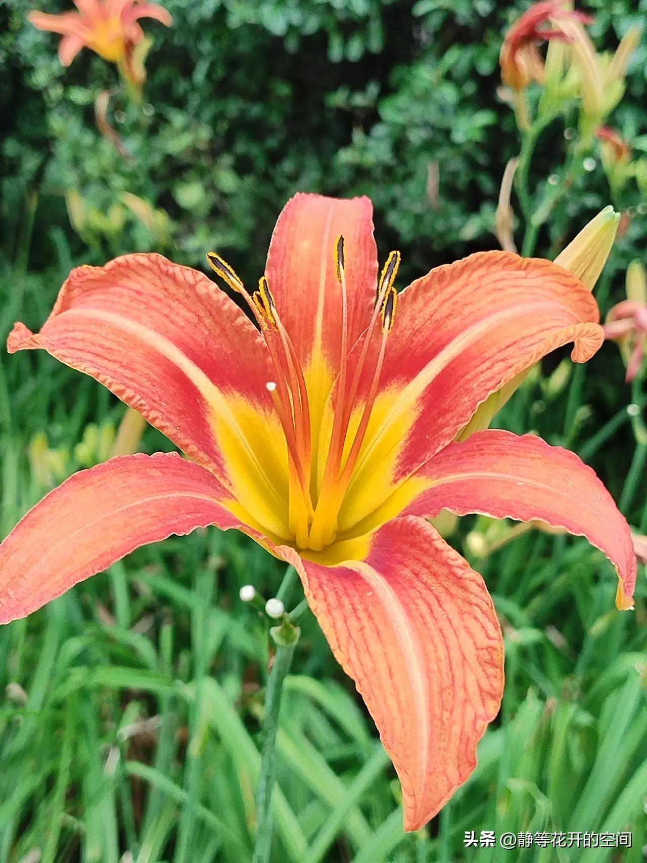 行摄天下(2024):集观赏食用药用于一身的萱草(又名忘忧花,金针花)