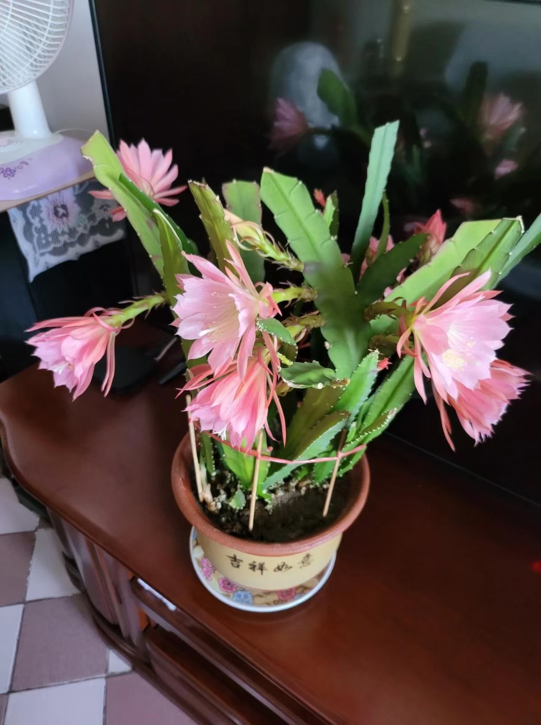 赏心悦目:令箭荷花