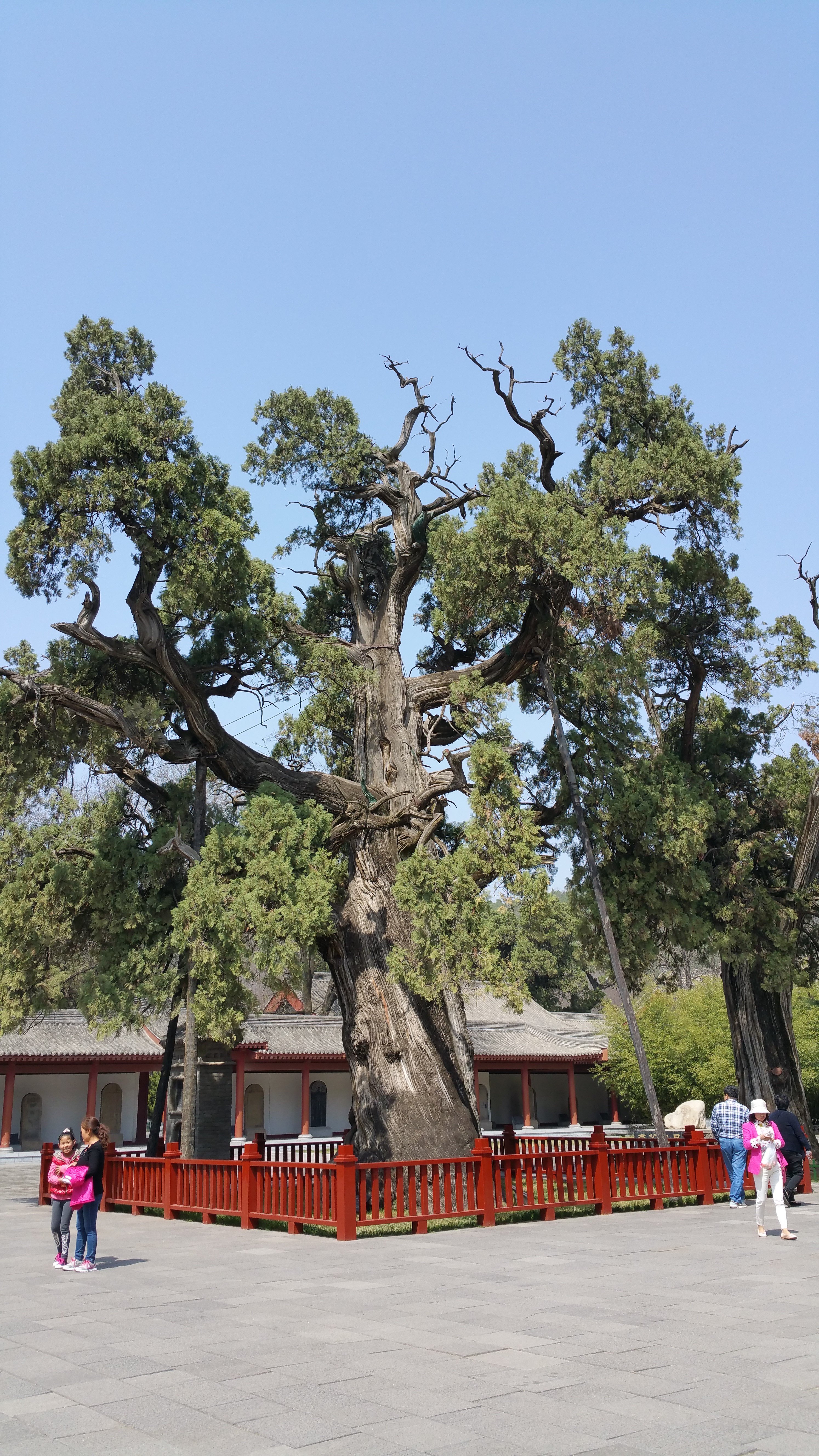 行摄天下(2024):陕西黄帝陵古柏