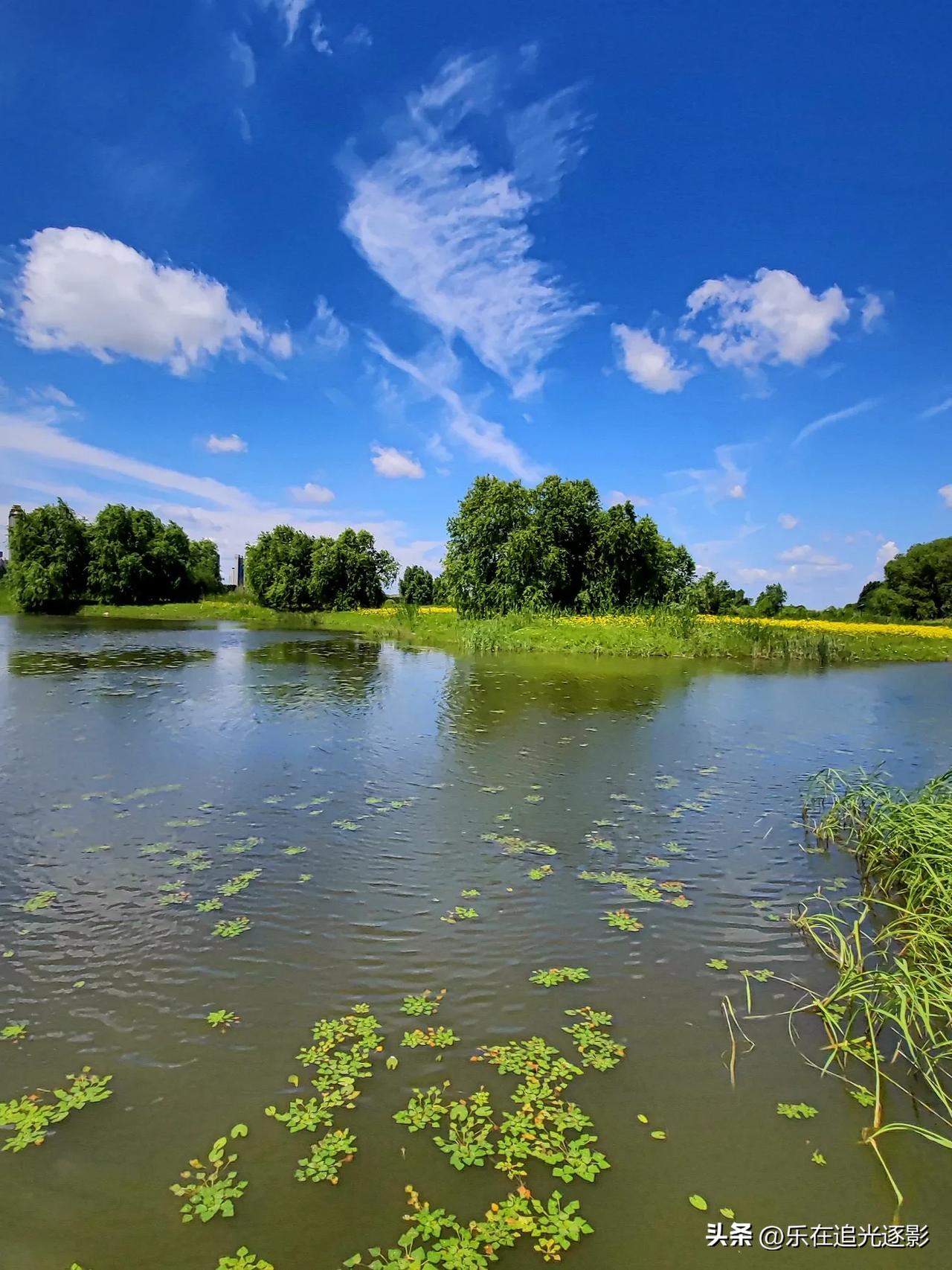 行摄东北(2024):哈尔滨外滩湿地公园的夏天
