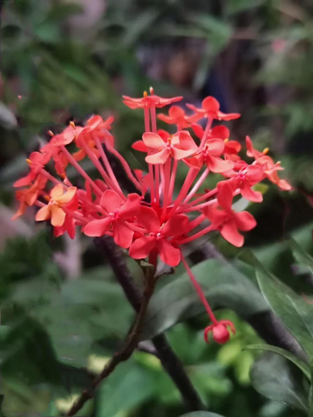 赏心悦目:红珊瑚花