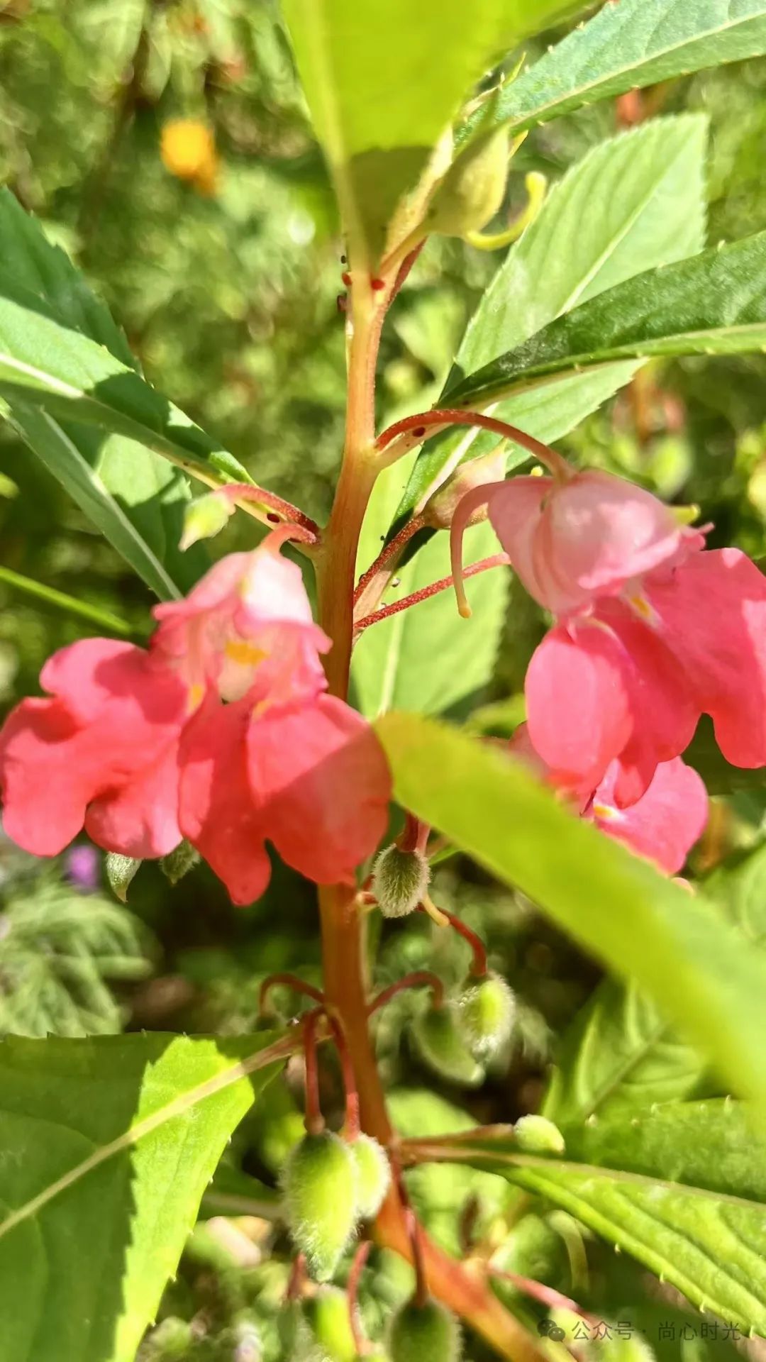 赏心悦目:凤仙花开