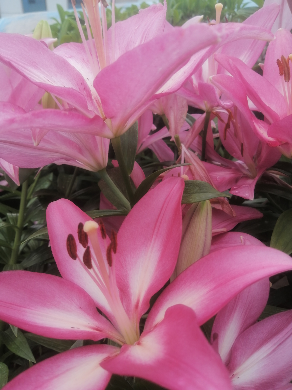 幸福花