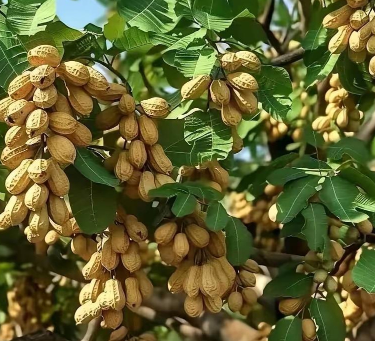 这果实有大又饱满,这花生树是真的长这样的吗?还是我看到