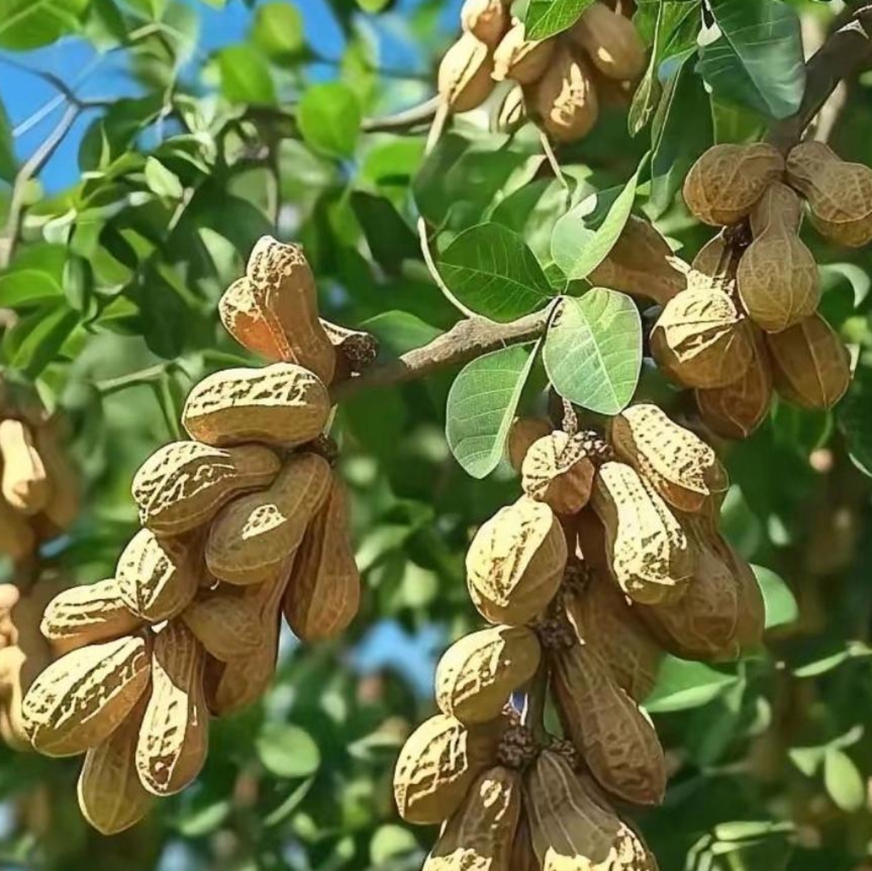 这果实有大又饱满,这花生树是真的长这样的吗?还是我看到