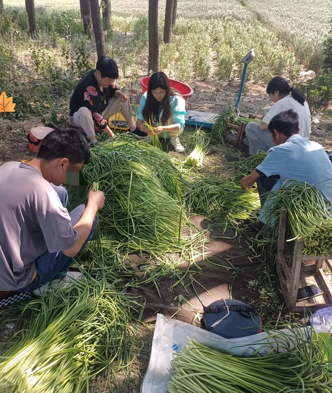请人抽蒜苔一斤得花6毛,累死累活几个人一天也就弄1000斤,卖出去才1块