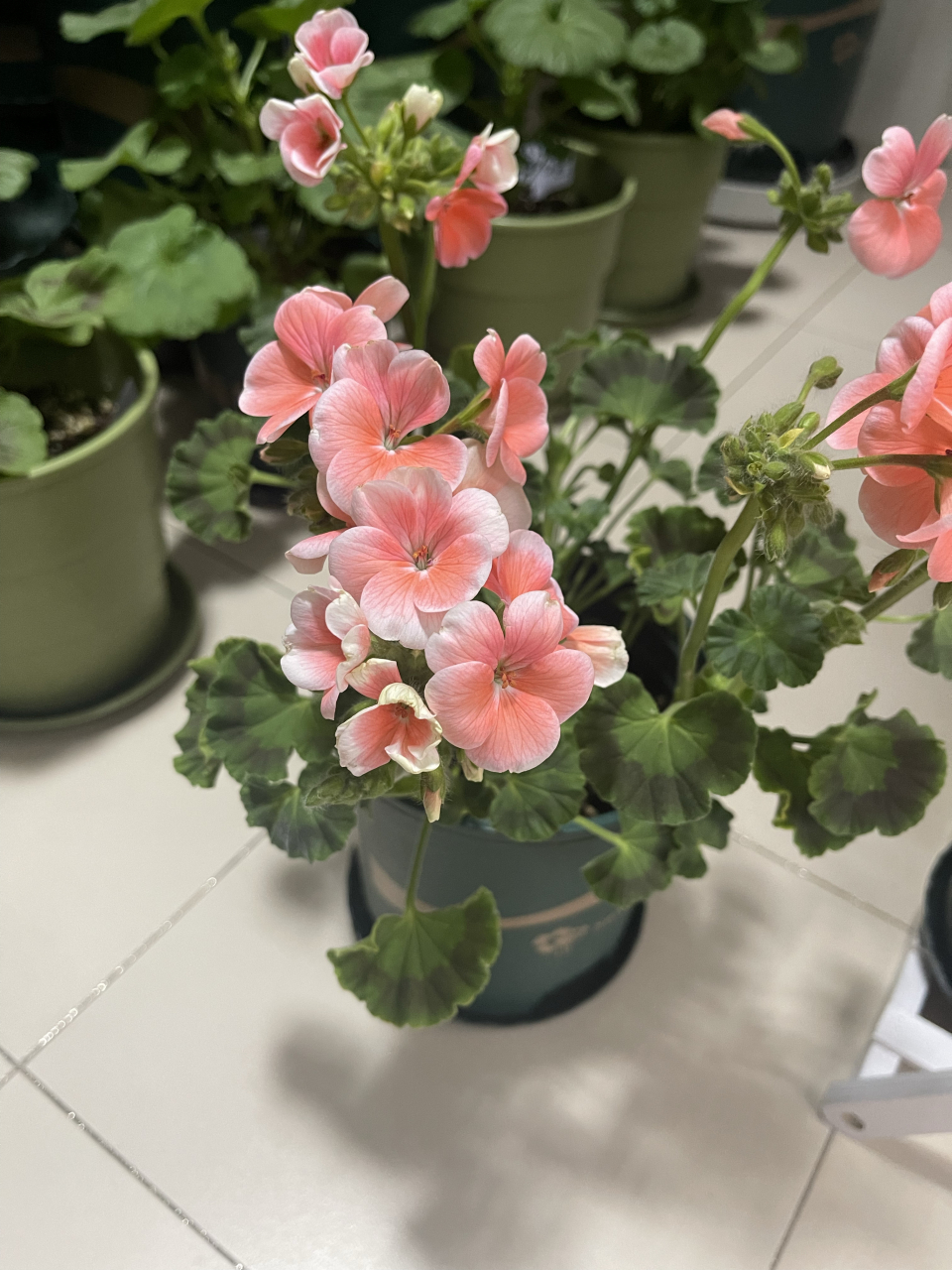 新入的天竺葵-白芷 超级好看的,桔红色带白边 单瓣的光照要求低,适合