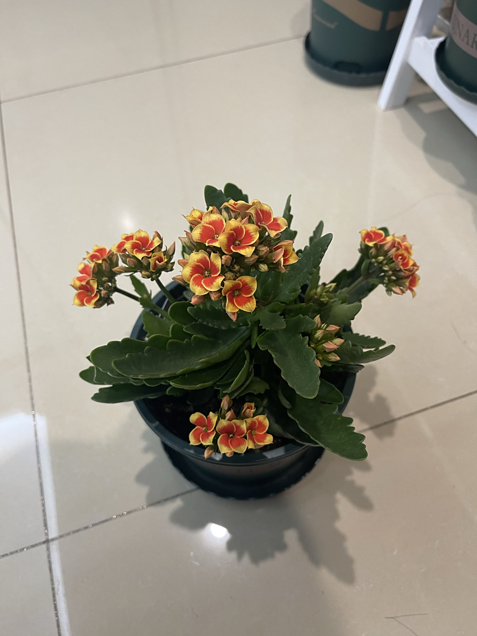 长寿花罗比橙,超喜欢这个品种,橙红色花心,黄色花边,4片花瓣像旋转的