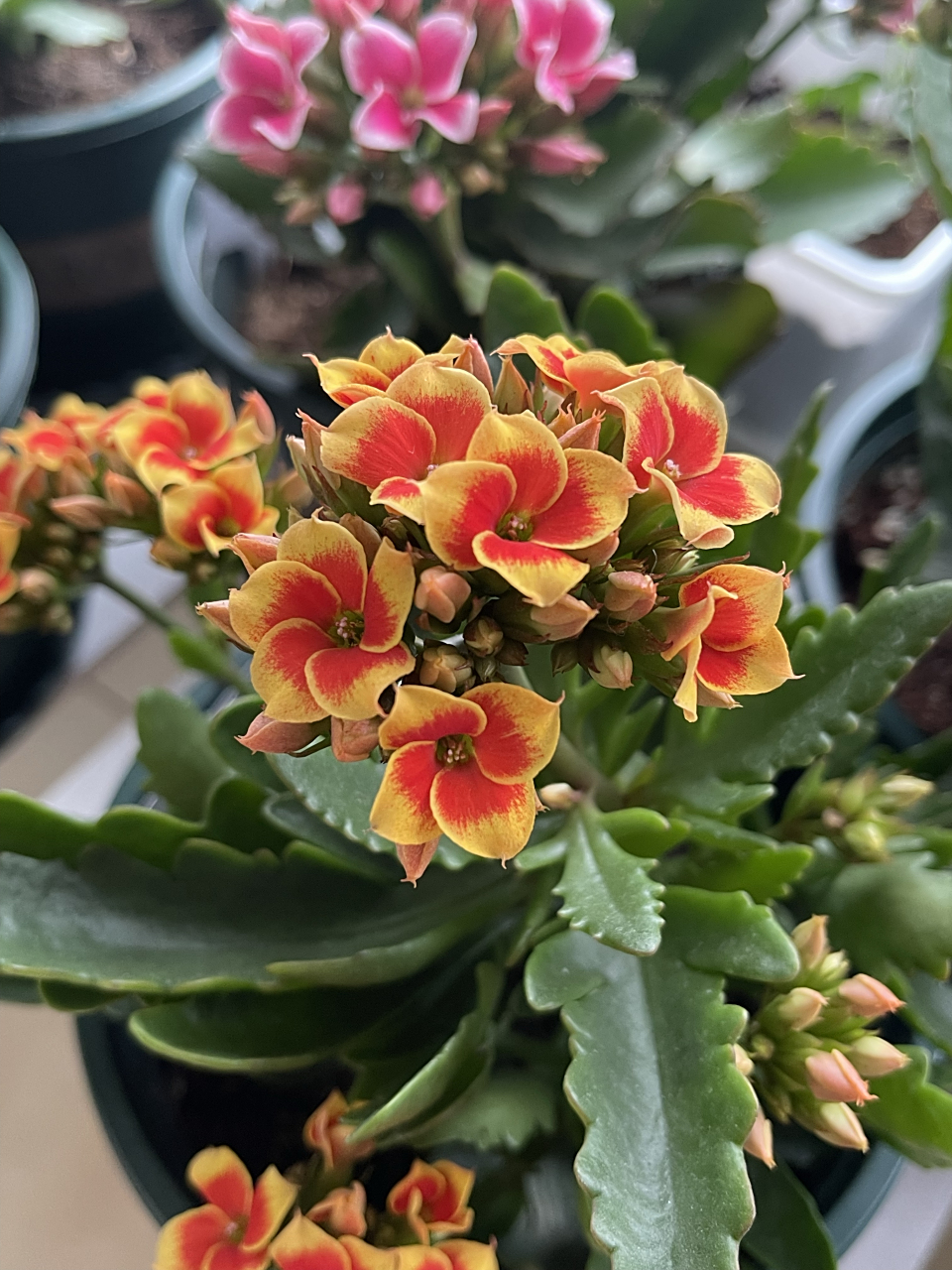 单瓣长寿花合集