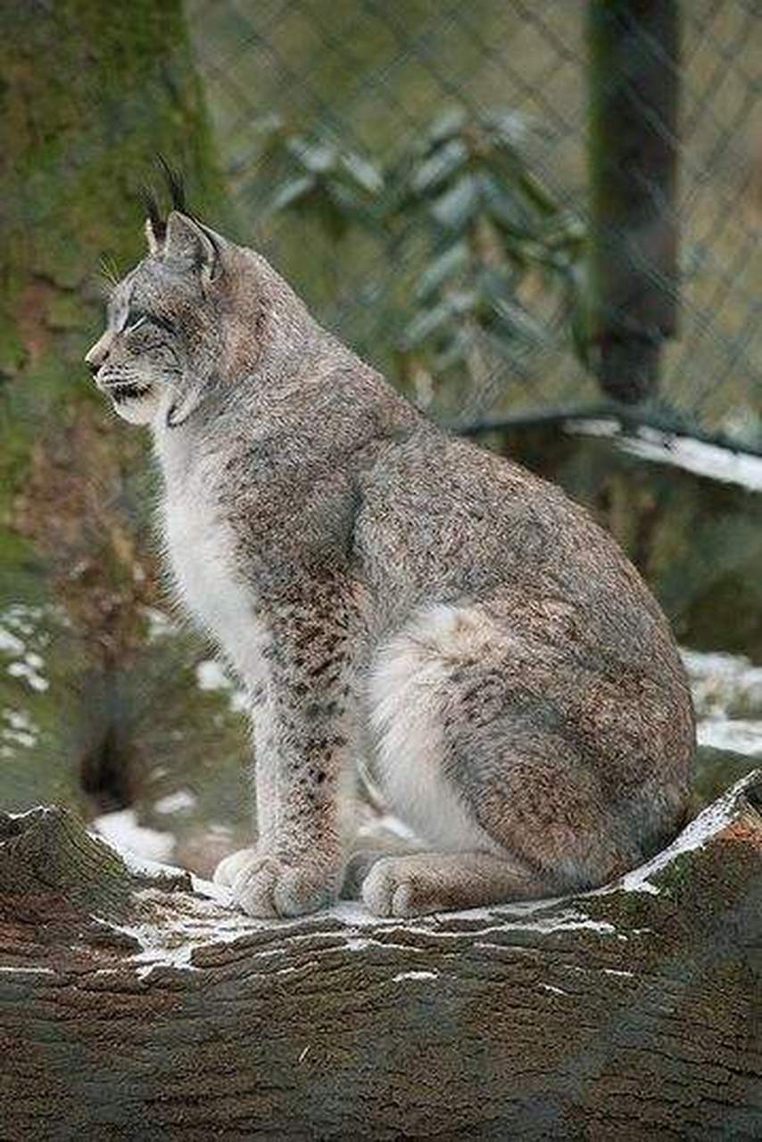 猞猁(学名:lynx (山狸子)):属于猫科,体型似猫而远大于猫,体粗壮,尾