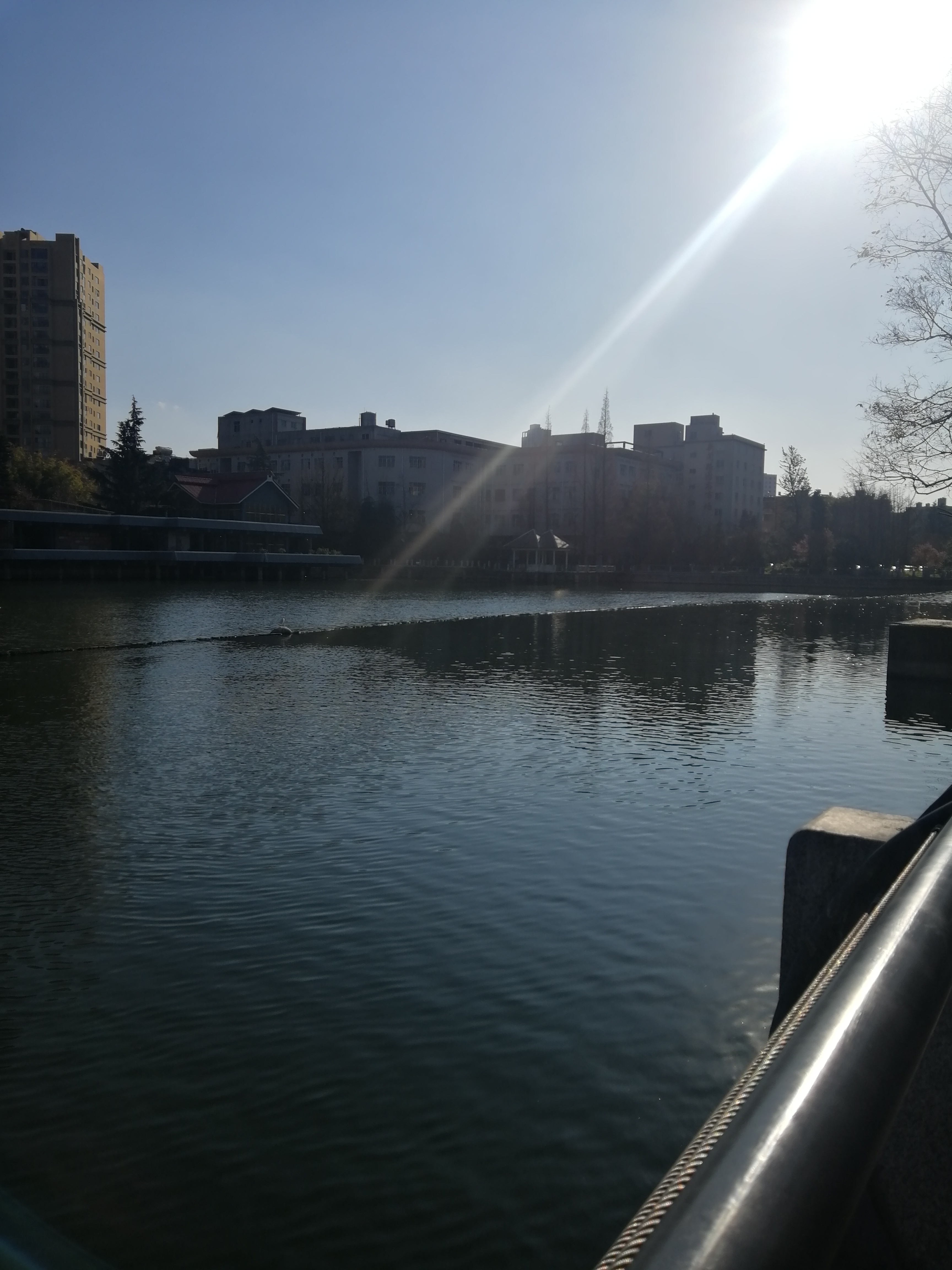 1月13日下午,昆明大观河,一只海鸥都没有,它们去哪儿了?