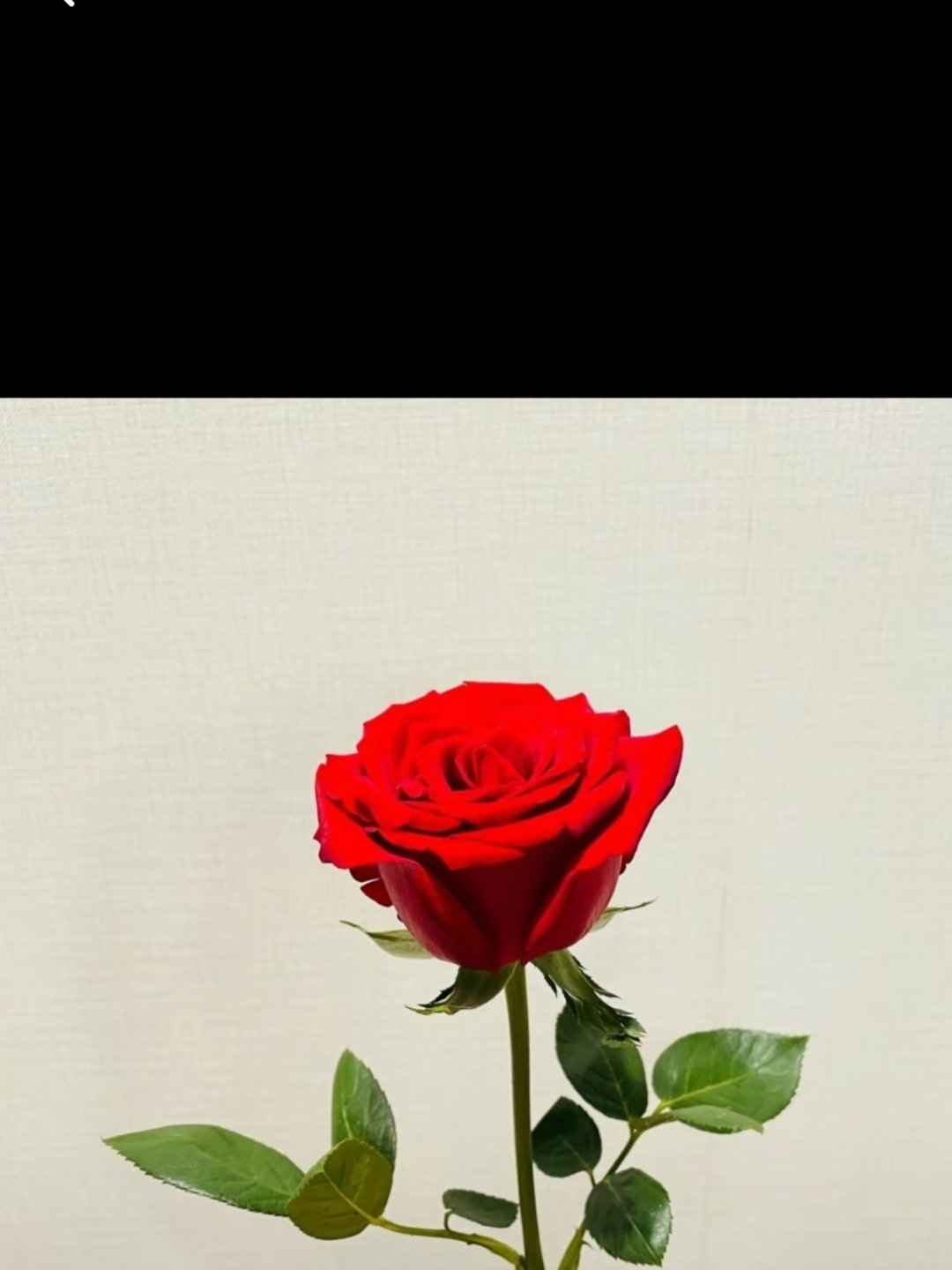 "玫瑰之泪,心动之痛.