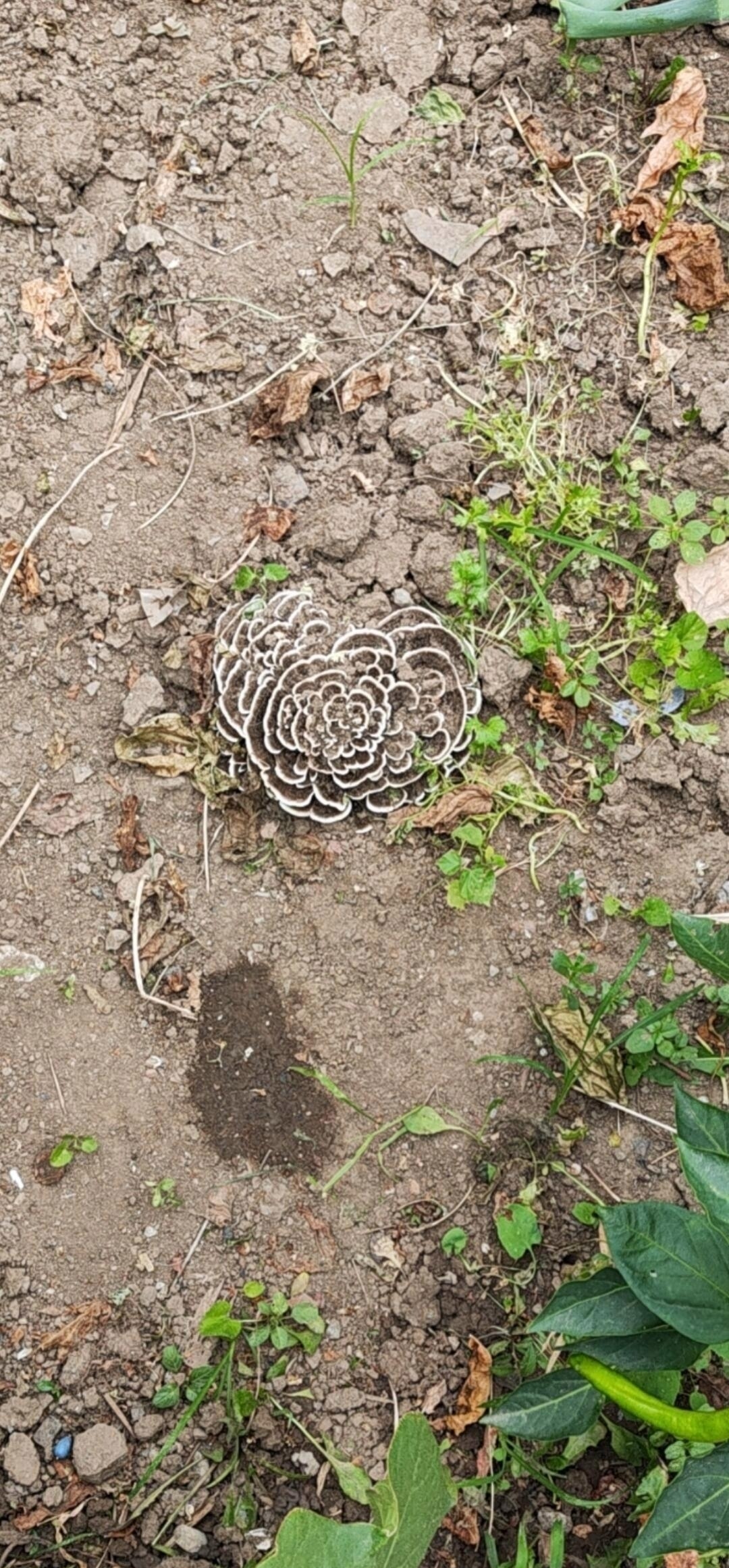 好奇它的名字,不知道能不能吃,有认识的朋友没寻求此植物的神秘面纱.