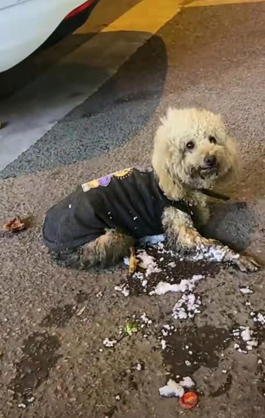 可怜的狗狗被主人抛弃了,为了一口吃的还被别给撞了.