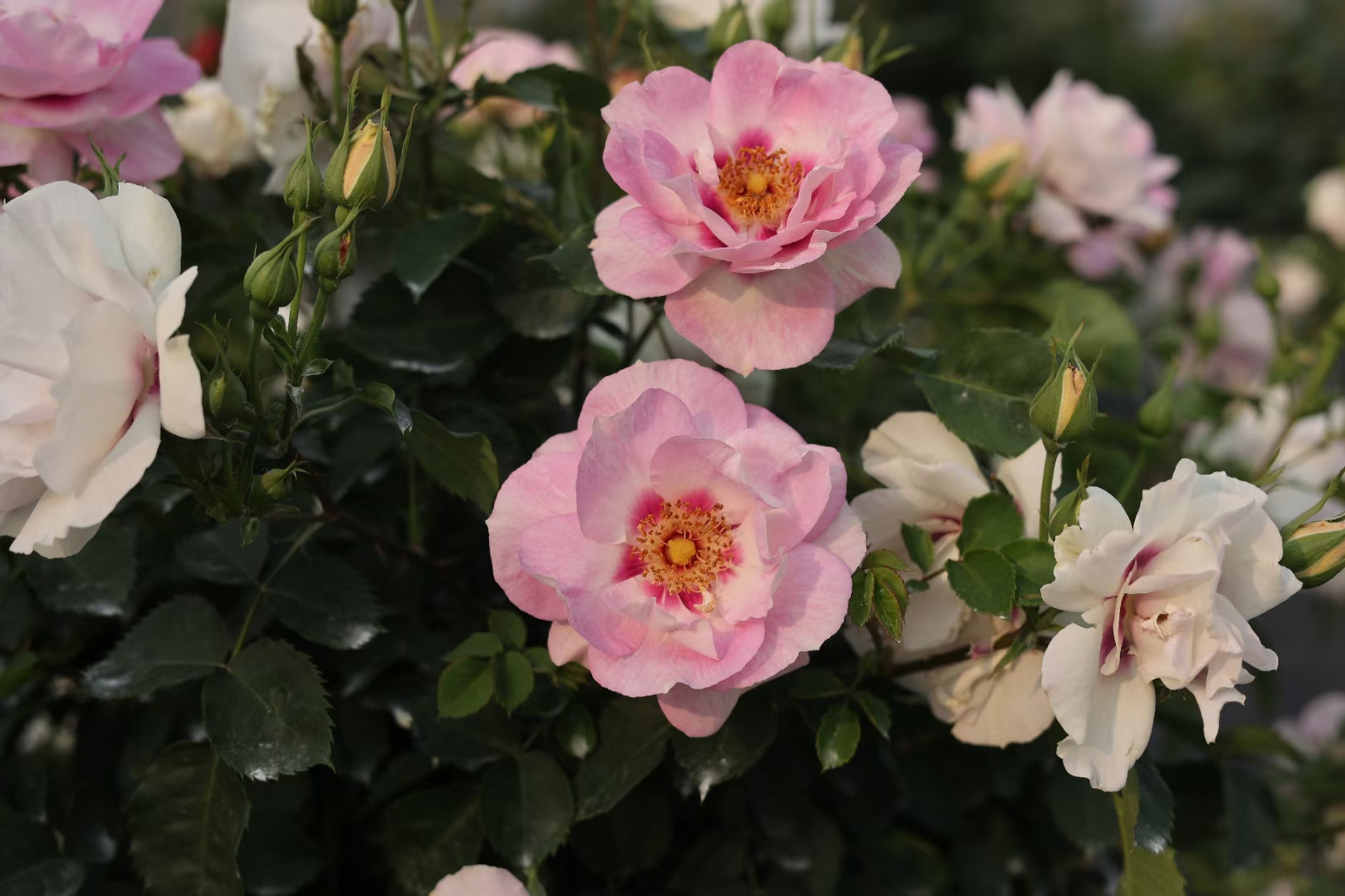 月季花"你的眼睛",单瓣,然而很美.适合光照不是十分充足得地方.