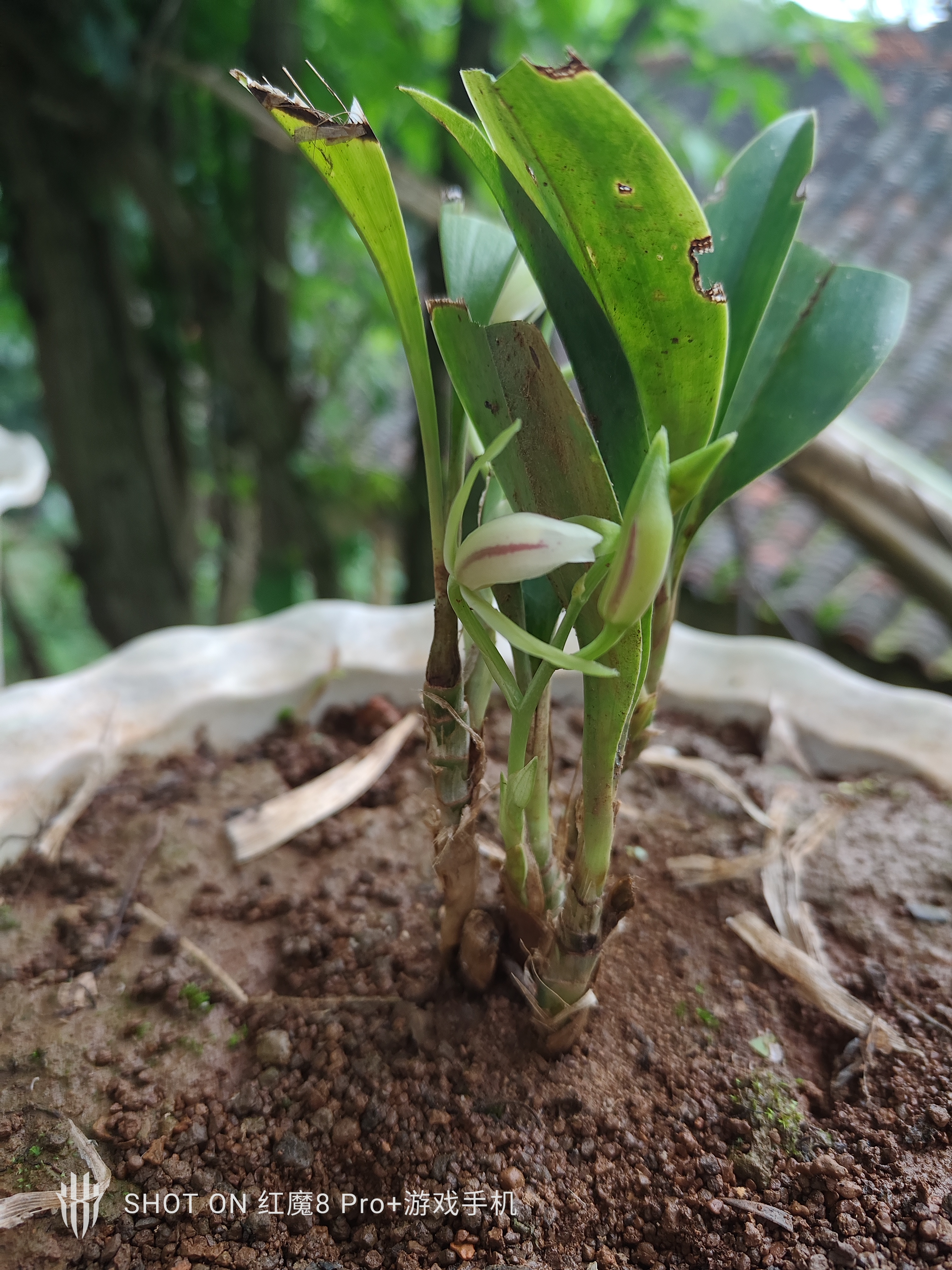 今年才开始养的兔耳兰 既然开花了,意想不到的惊喜[鼓掌][鼓掌][鼓掌]
