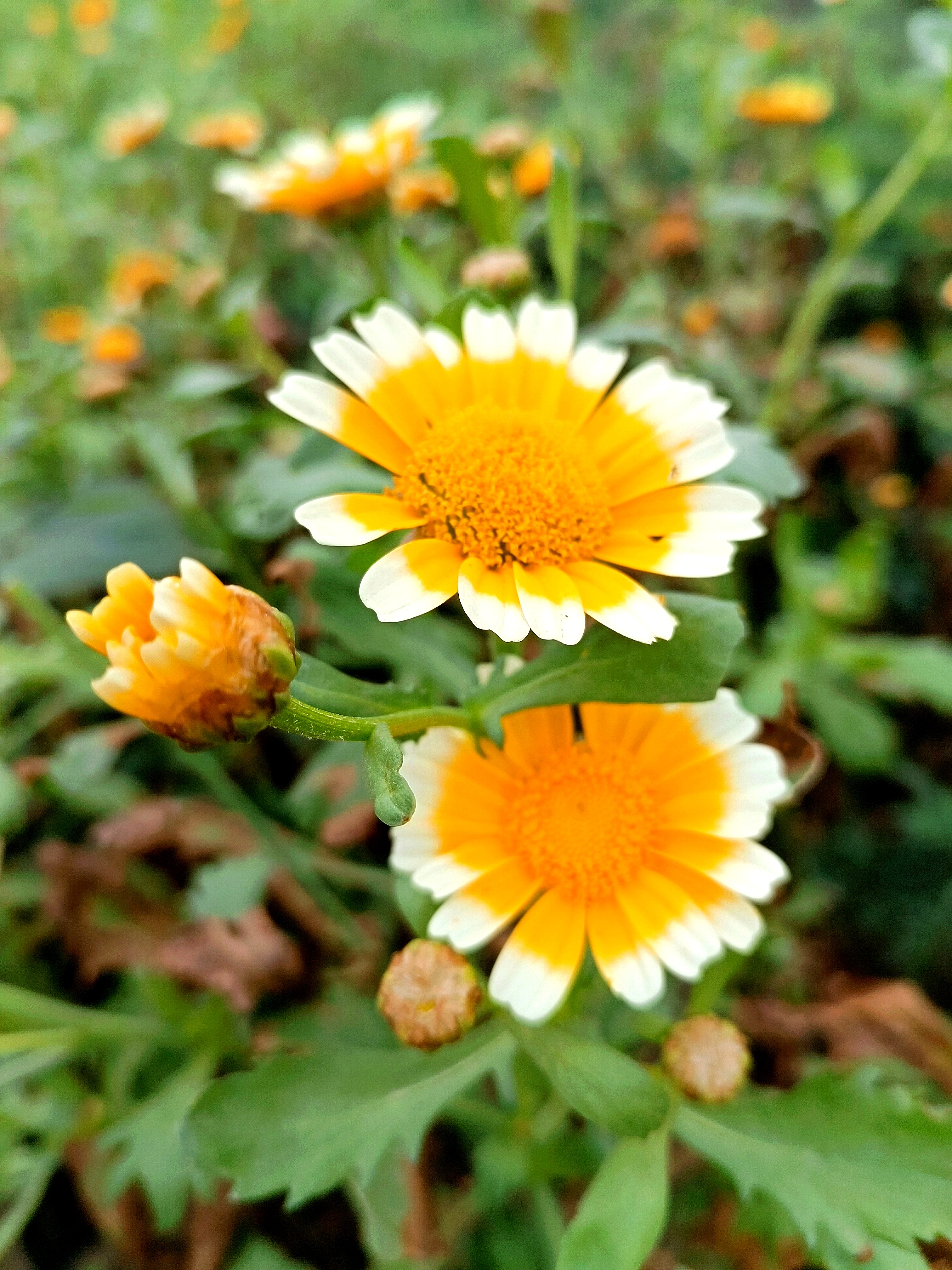 田边浪漫的茼蒿菜花#我爱拍植物# #手机摄影