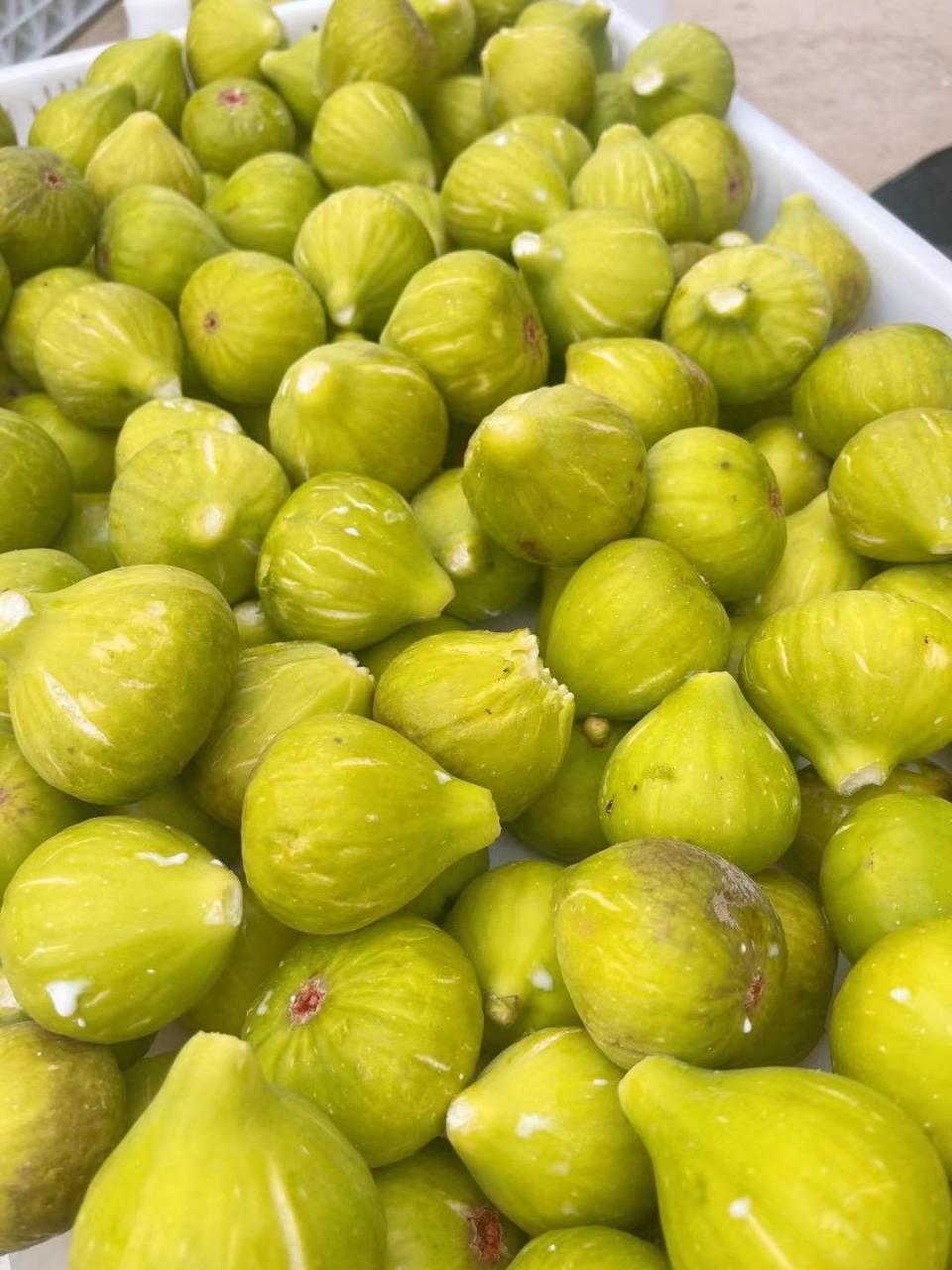 这就是威海的无花果,独一无二的滋味,只有尝过才知道.让人欲罢不能!