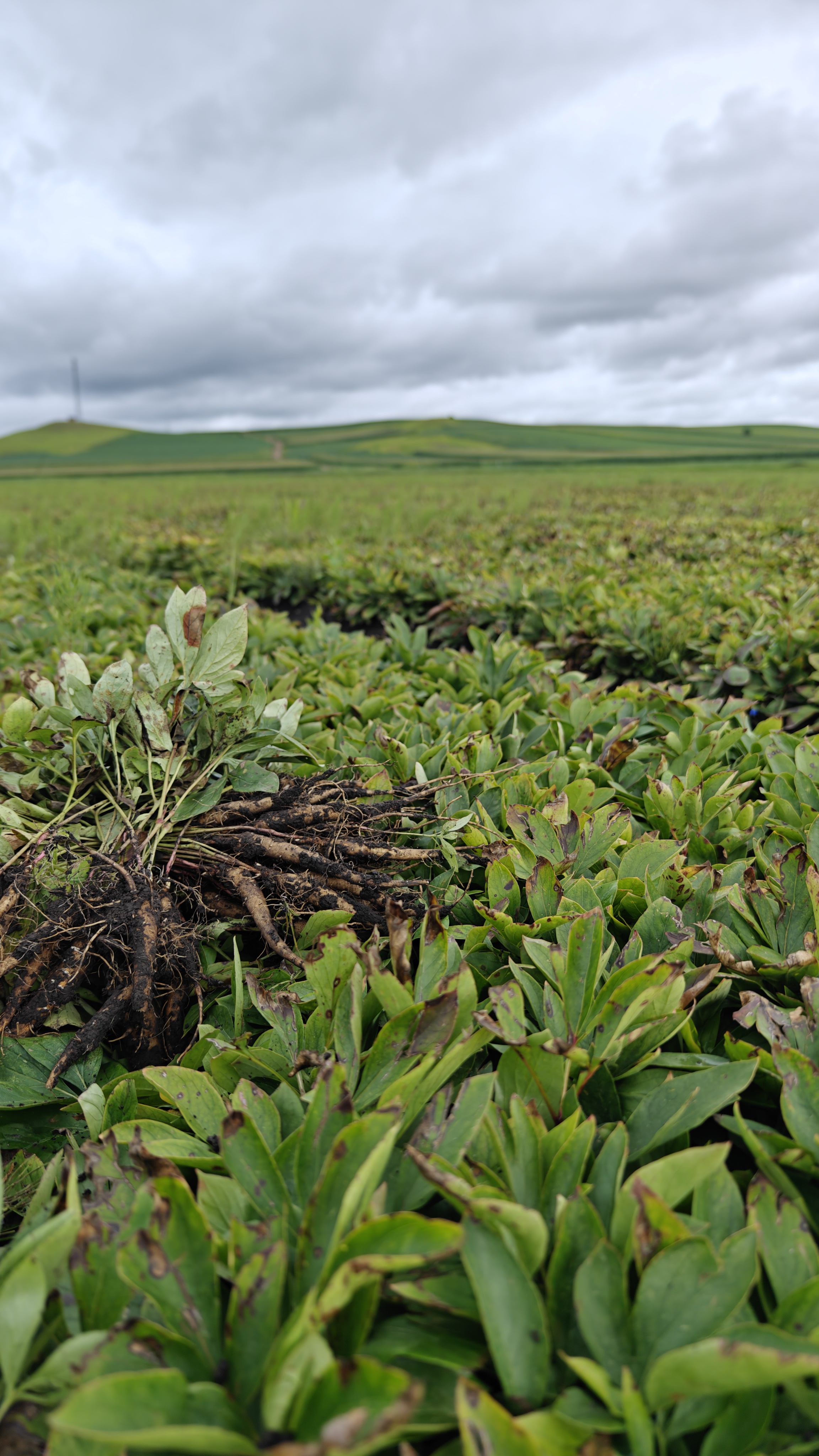 赤芍苗的挖取时间为:立秋之后到封冻之前,各阶段挖苗移栽的优缺点是