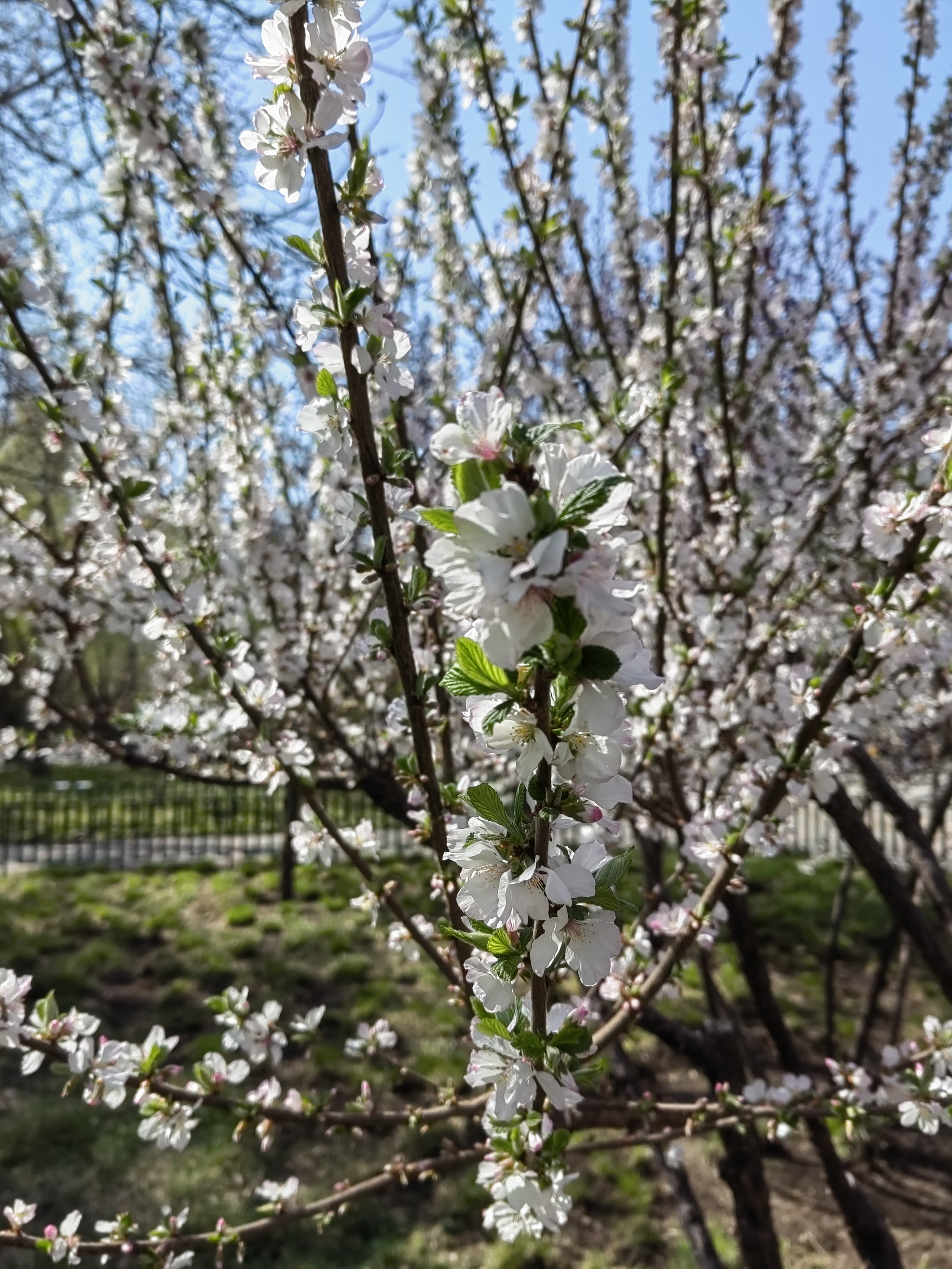 碧水蓝天踏青去,陶冶情操在陶然.