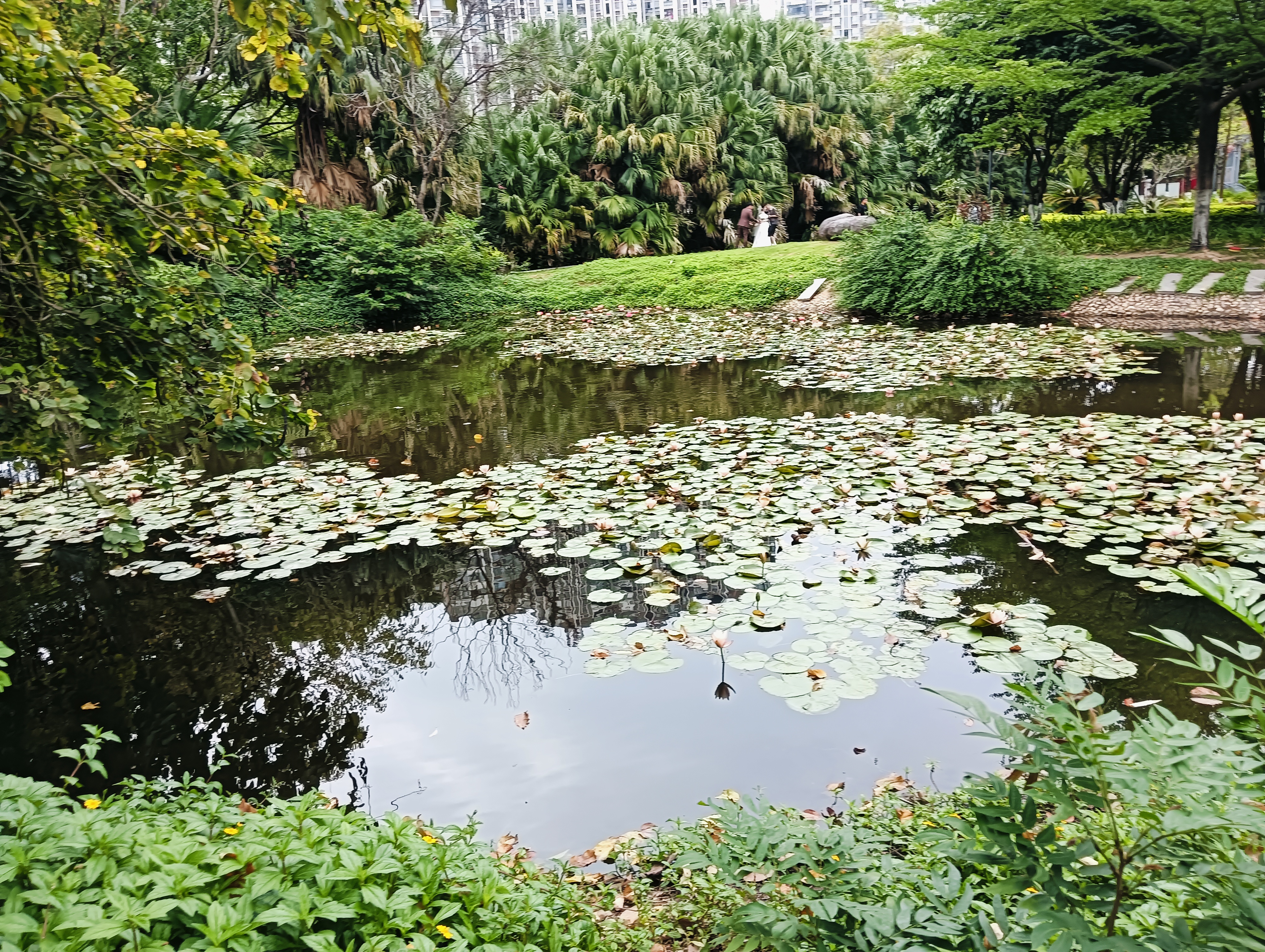 玉湖公园景色的介绍图片