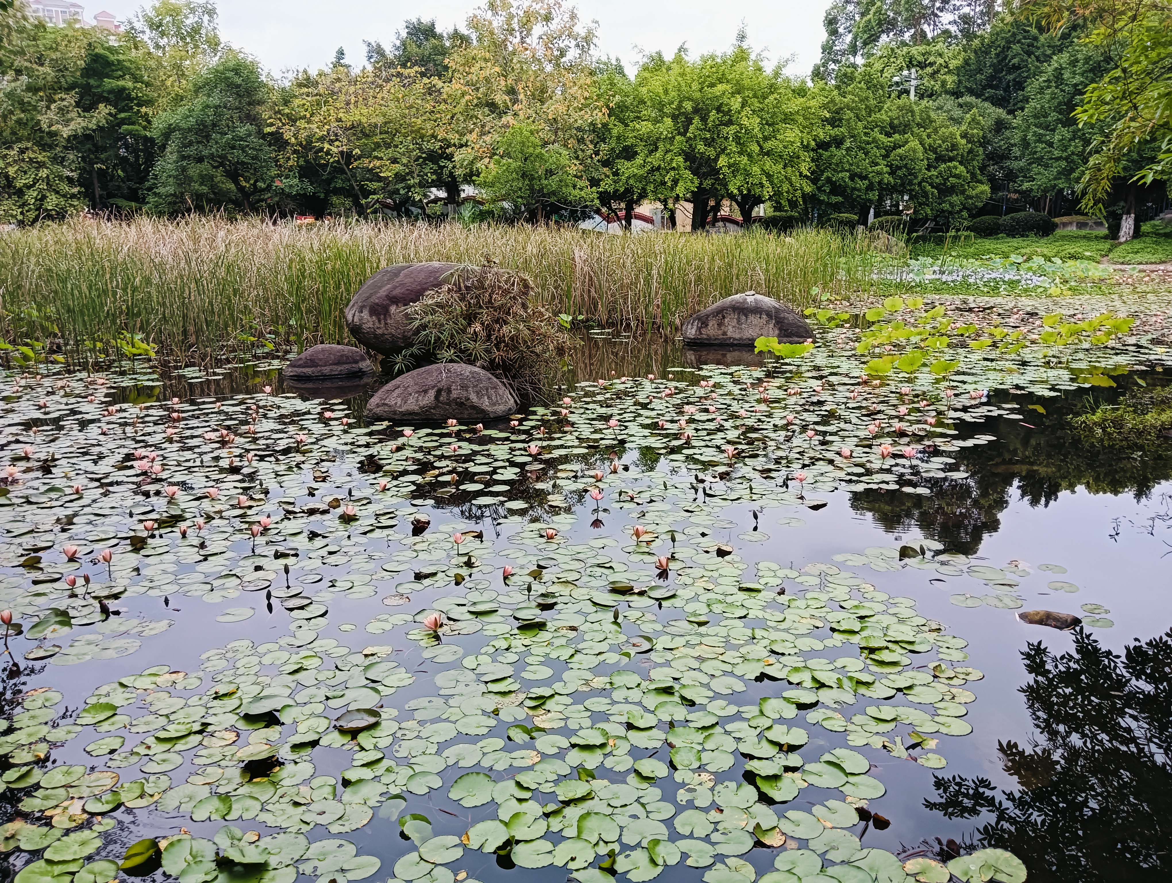 玉湖公园景色的介绍图片